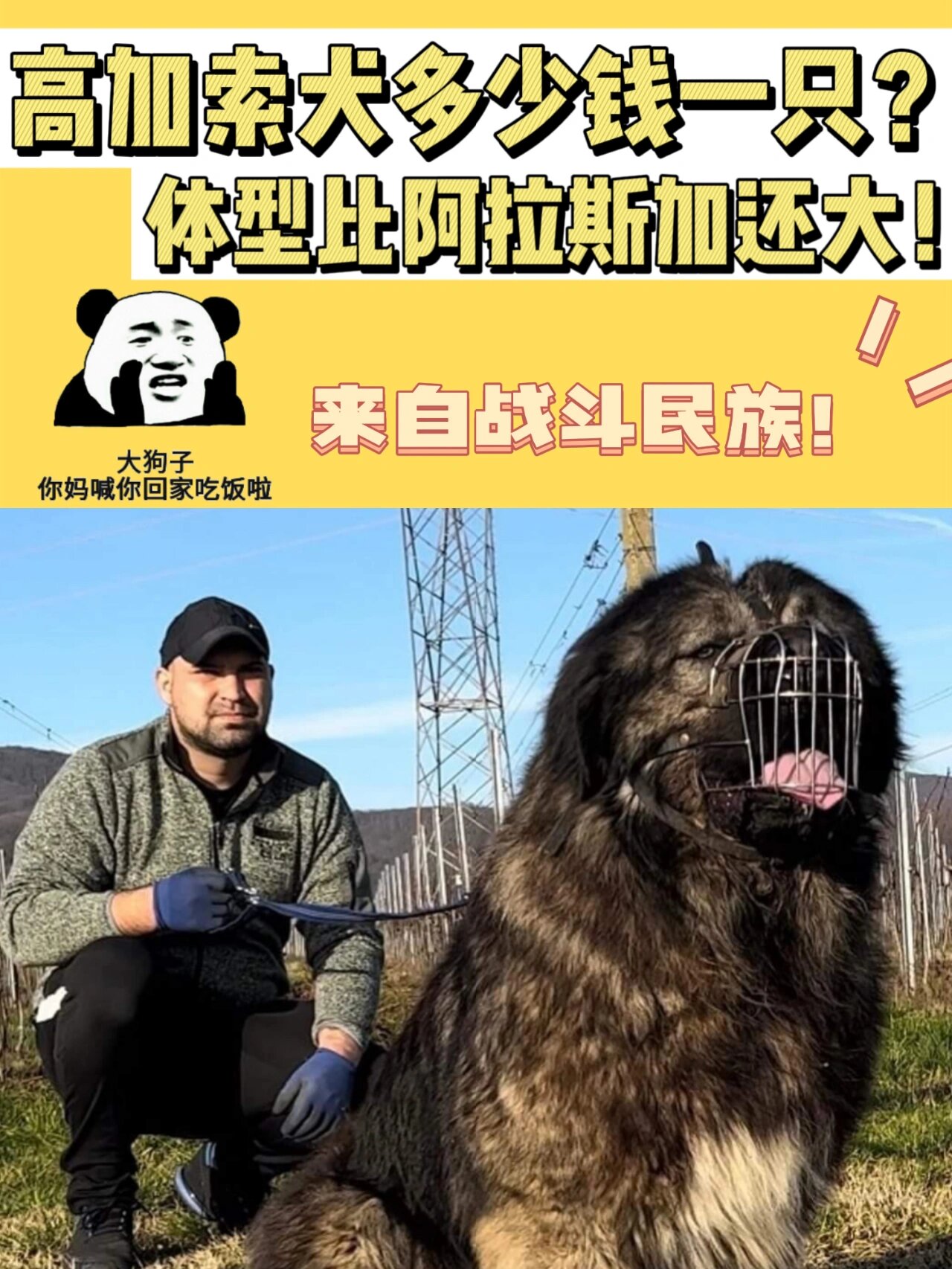 单血统高加索犬的价格一般在4k-8k 父母都是国内繁殖的高加索犬价格