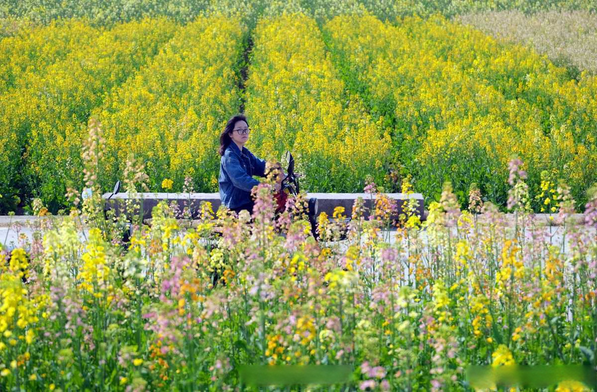 云龙镇油菜花图片