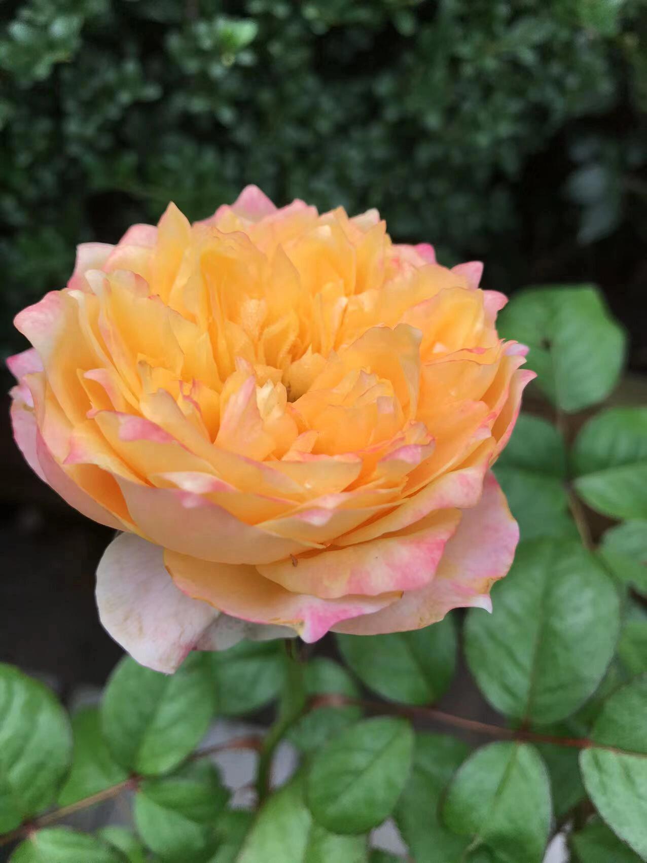 最爱月季系列88 金色珊瑚心 金色珊瑚心 荷兰月季,花朵8厘米左右,如同