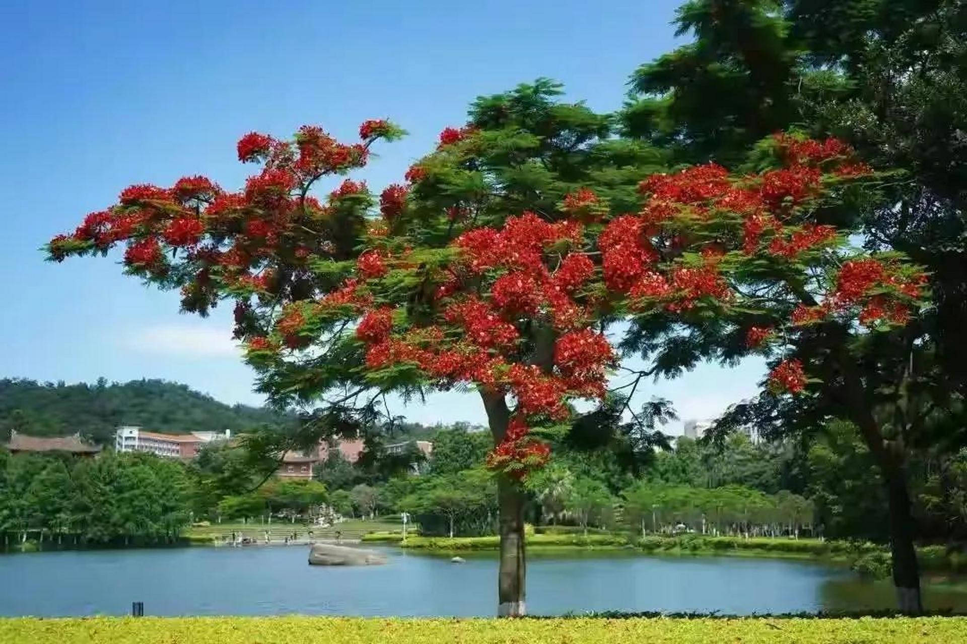 厦门大学凤凰花开,一季缘来,一季缘散.