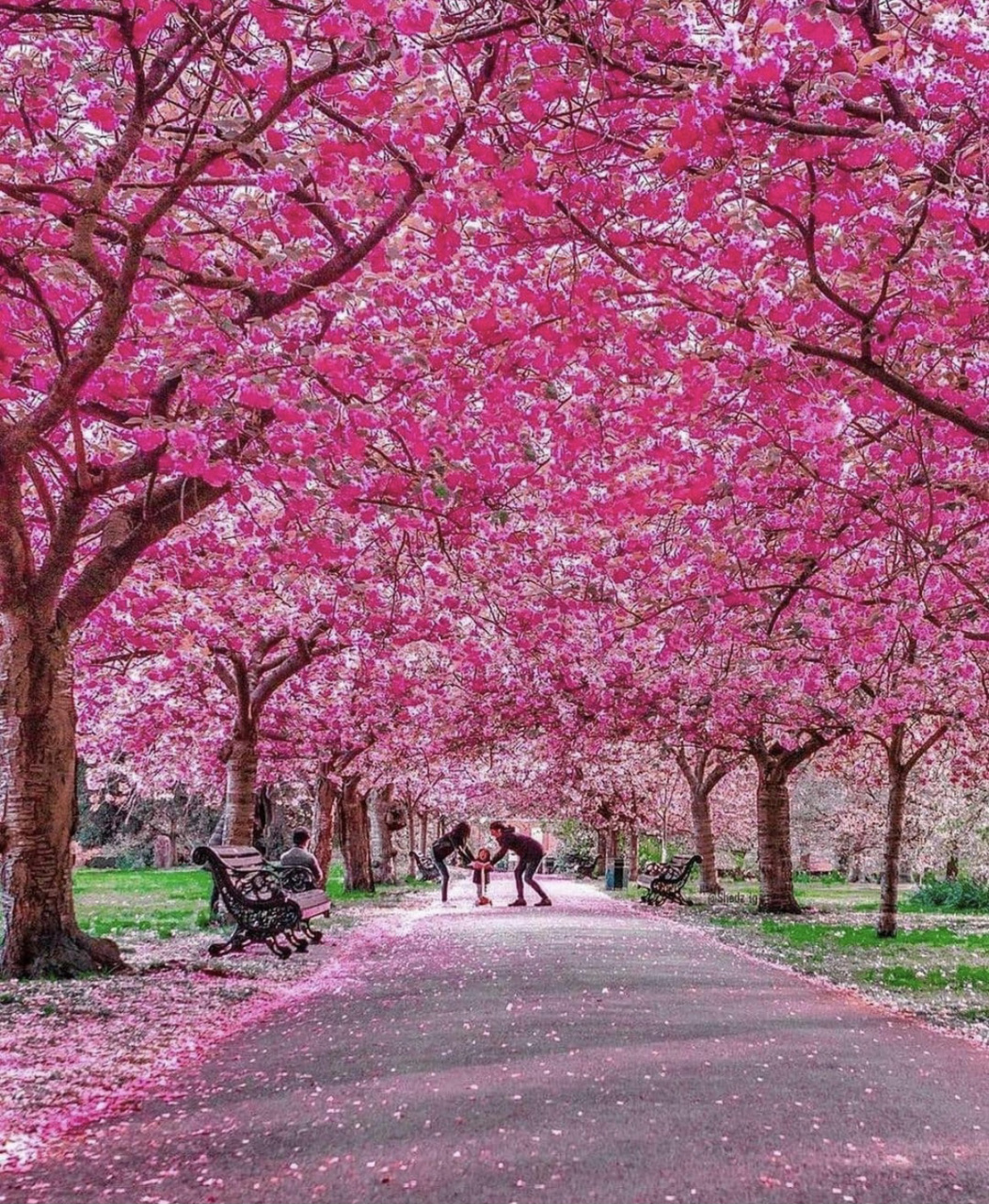 英国9297公园四季美景 英国著名的公园很多美景也很多,光国家公园