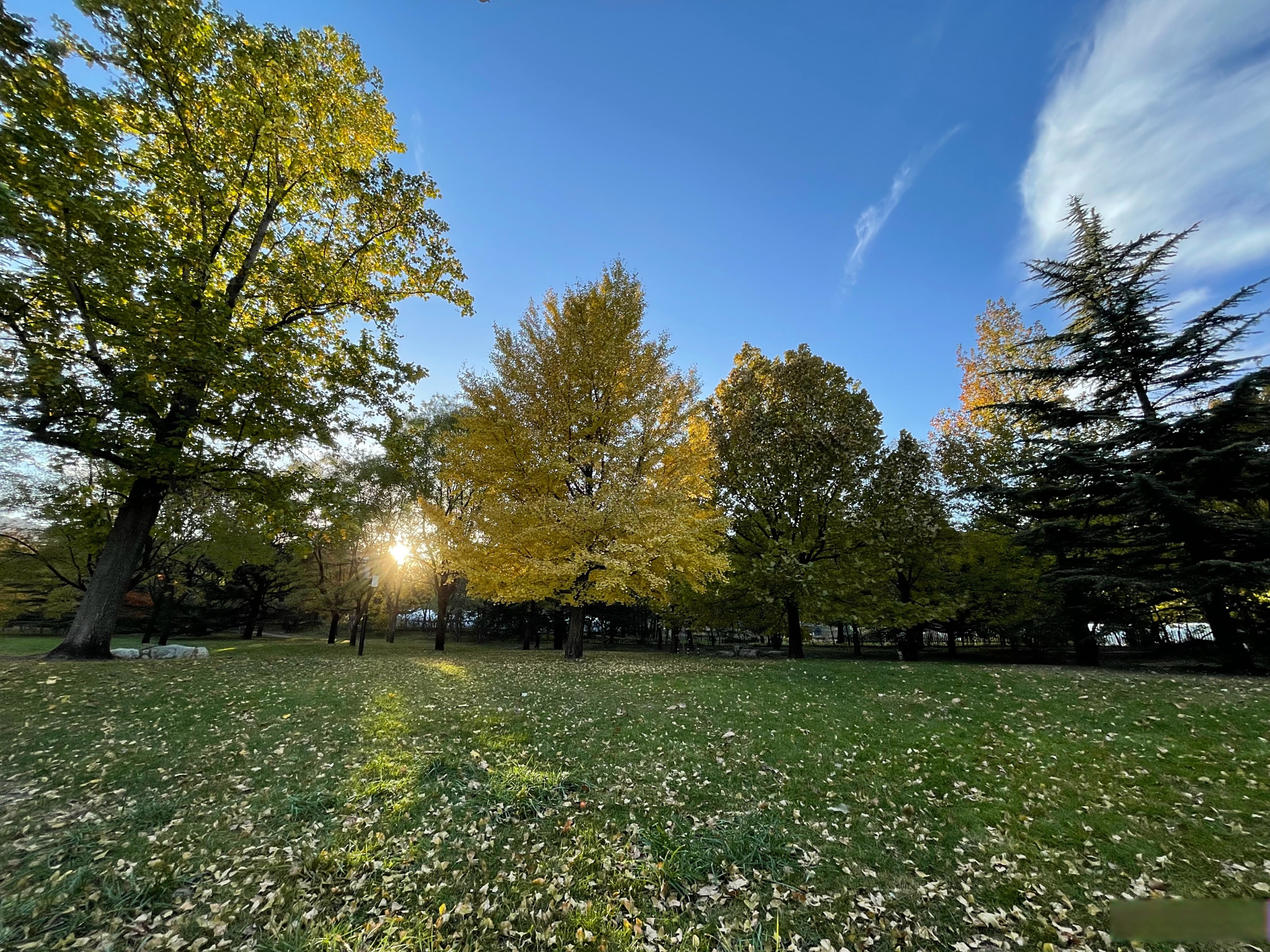 黑瞎子为什么有不老体 黑瞎子为什么有不老体