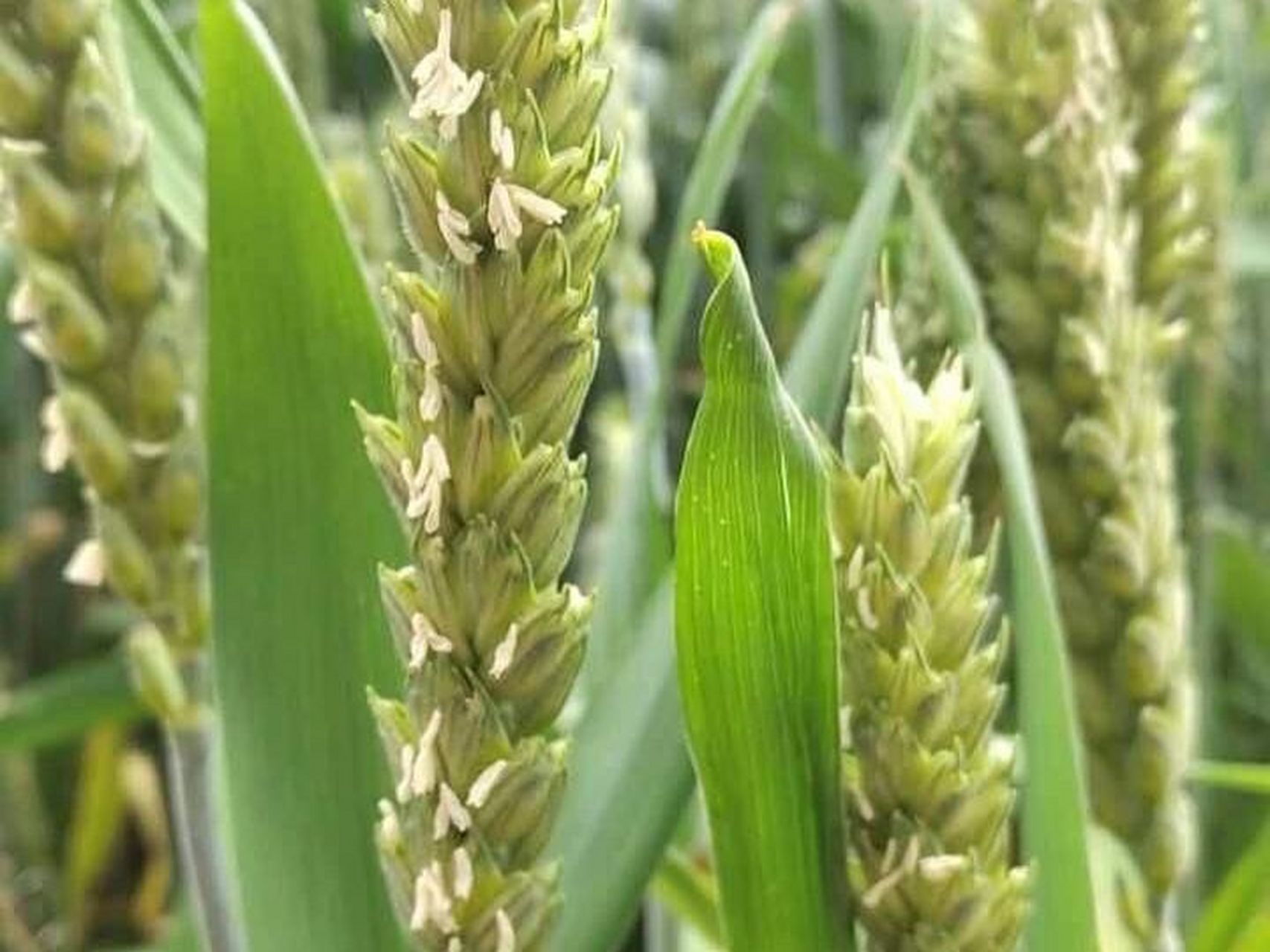 每日一花|小麦花 小麦花:小麦的花排列为复穗状花序,通常称作麦穗