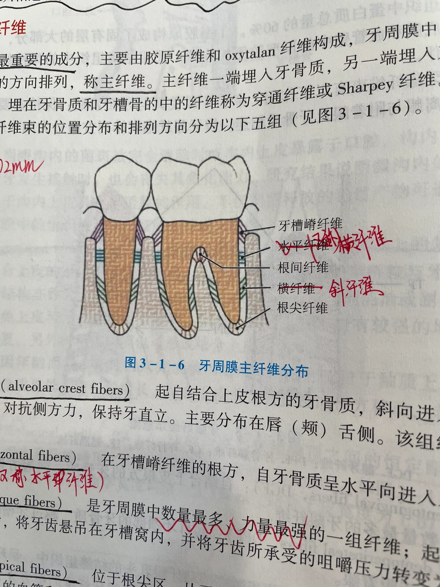 20牙周膜又称牙周韧带是围绕牙根并连接牙骨质和牙槽骨的致密结缔