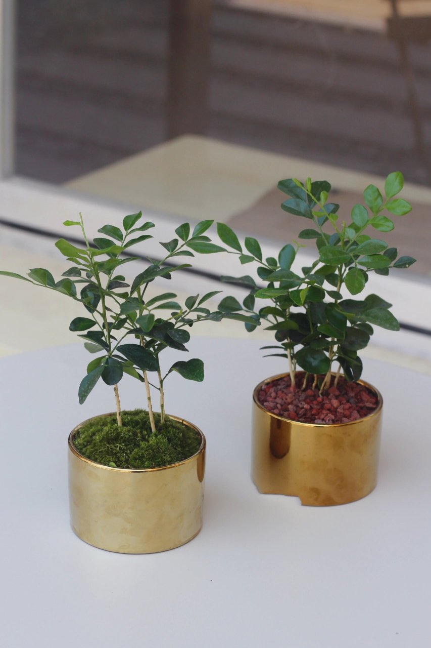 每天分享一个植物养护知识—九里香 九里香也叫千里香/万里香,它开了