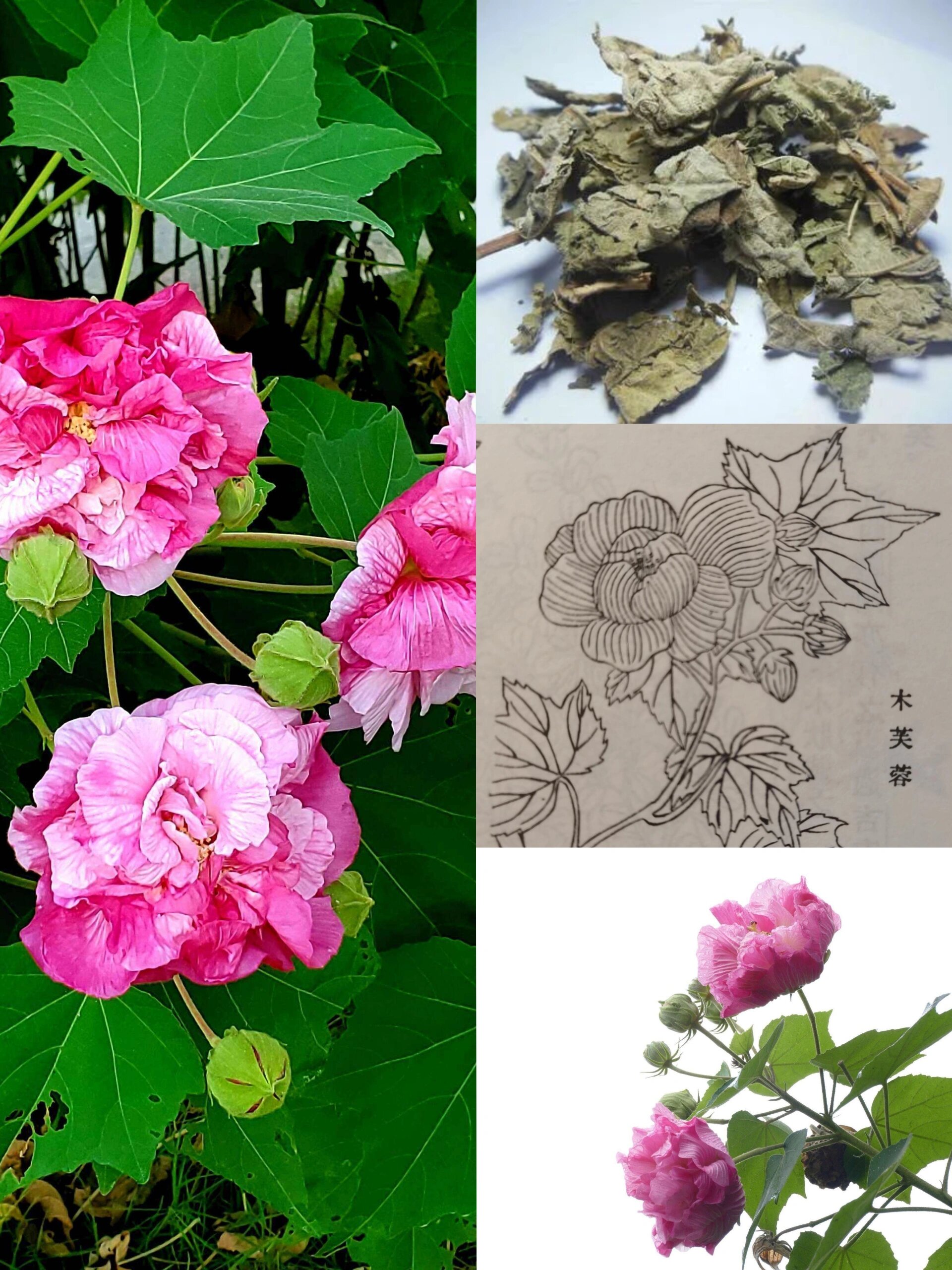 芙蓉树药用图片