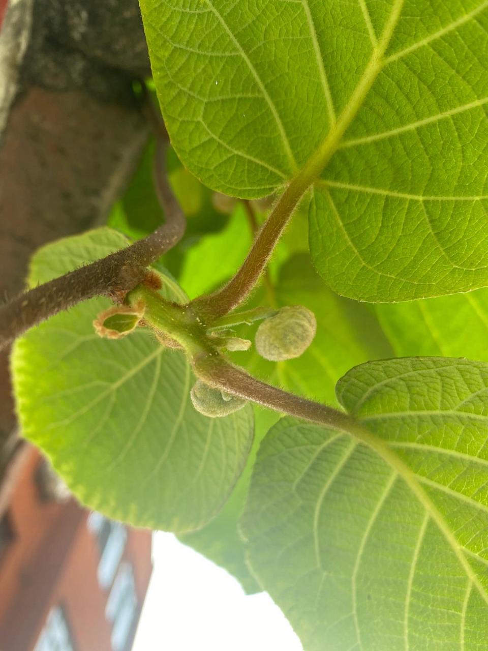 又没哪位大神能帮我分下这颗猕猴桃树公母 家旁边野蛮生长的一颗