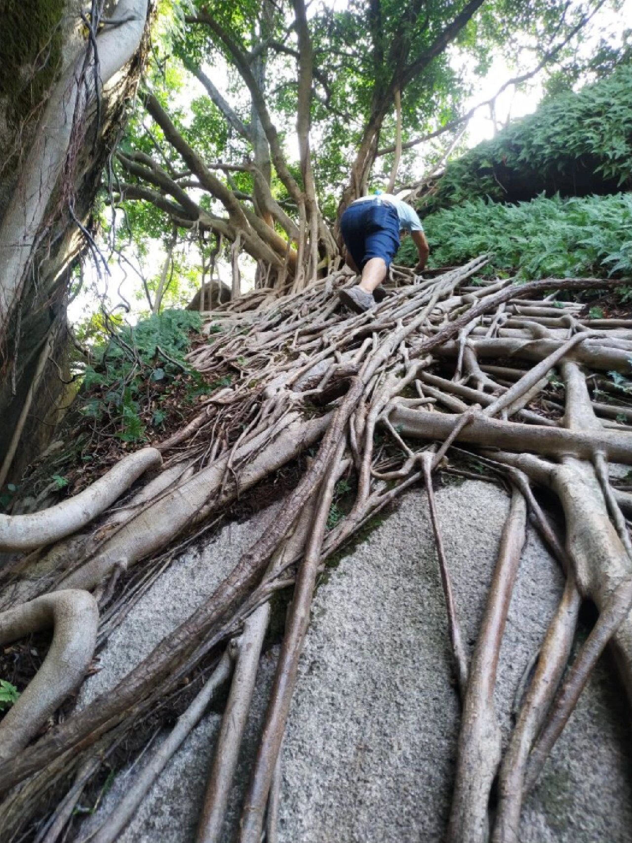 厦门岛内爬山图片