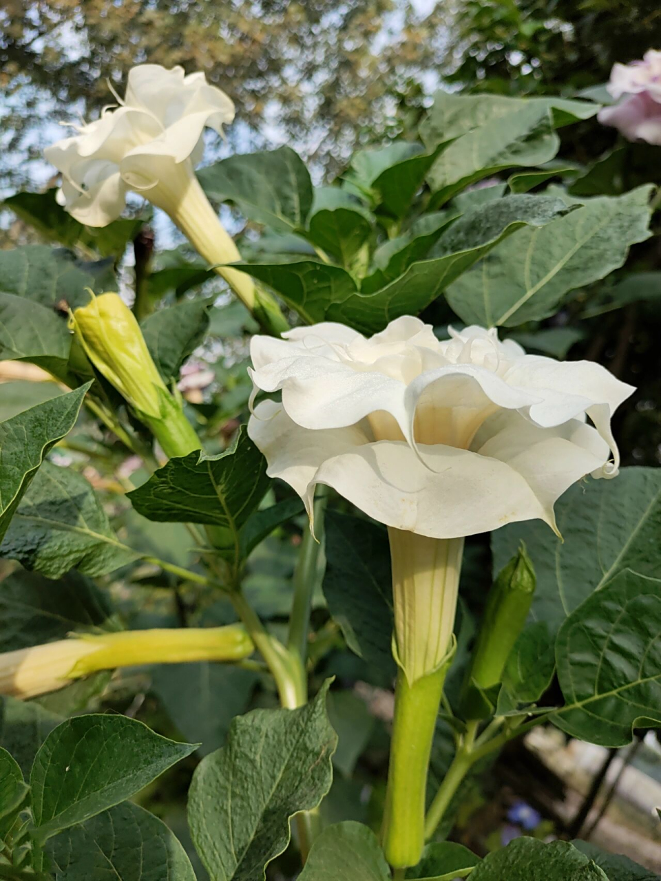 白色重瓣曼陀罗 草本,杂交种有香味