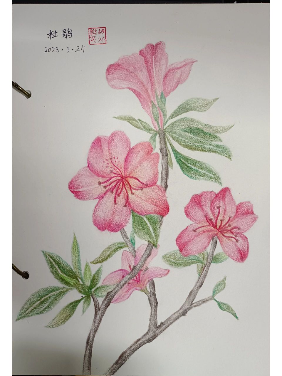 鸿运高照,奔放,清白,忠诚,思乡,还有一种花语是节制欲望,红色杜鹃花是