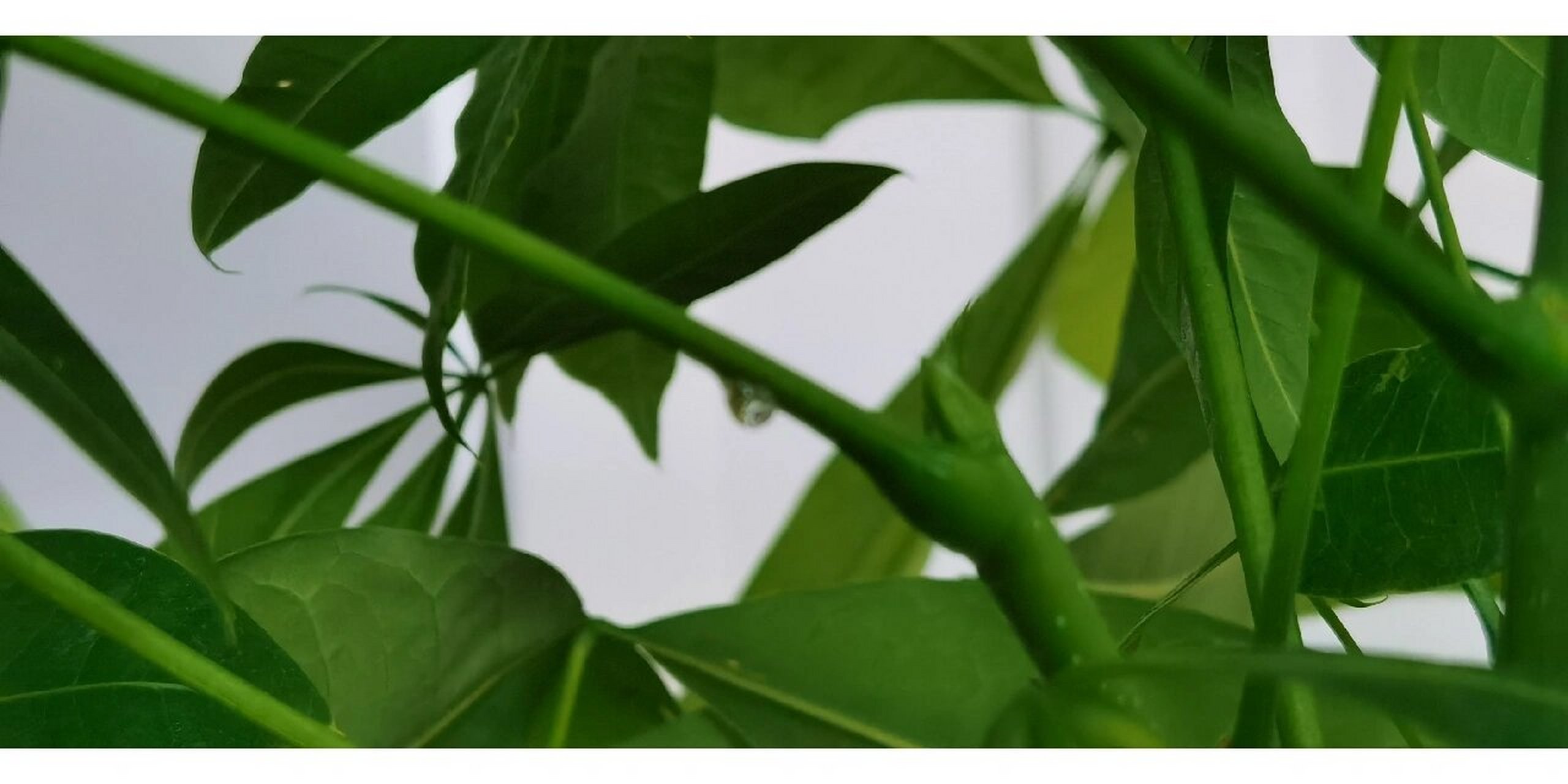 今天打扫卫生 突然发现发财树叶尖有一些水珠 用手摸了摸有点黏 群篌