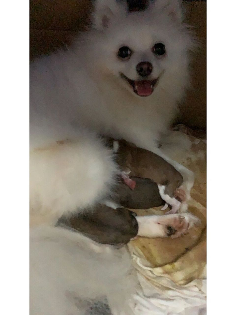 两个妹妹三个弟弟 怀孕60天生啦,昨天下午就开始伸舌头喘气,频繁尿尿