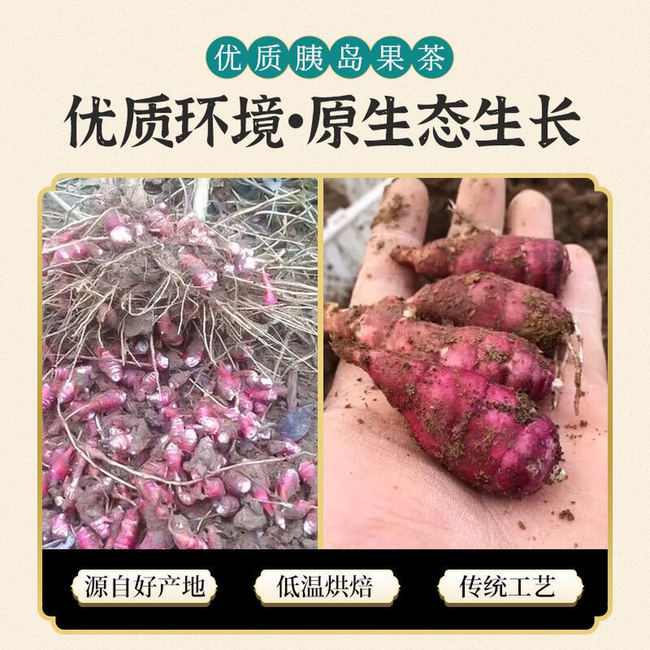 红果菊芋怎么种植图片