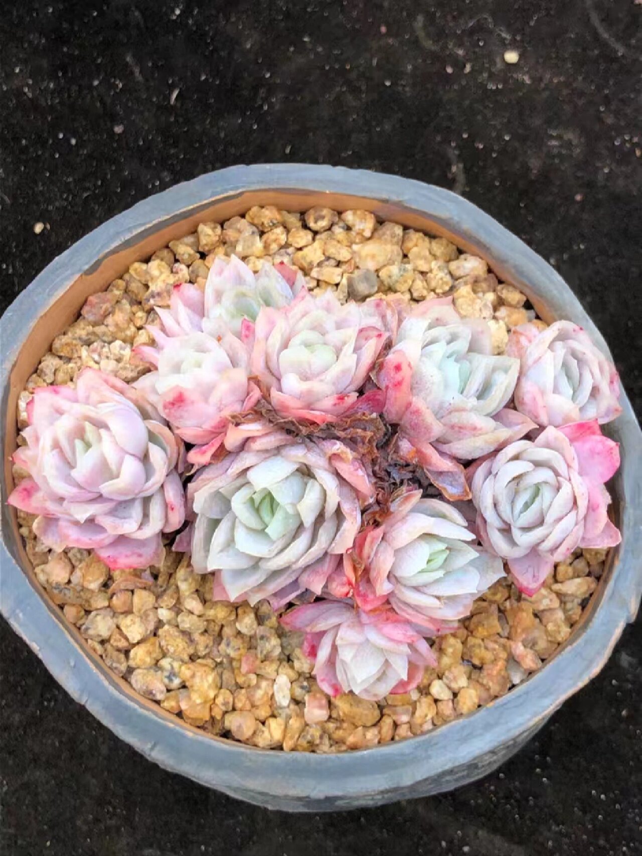 多肉女王玫瑰锦 玫瑰女王锦,10厘米左右,原价88,今日特价68