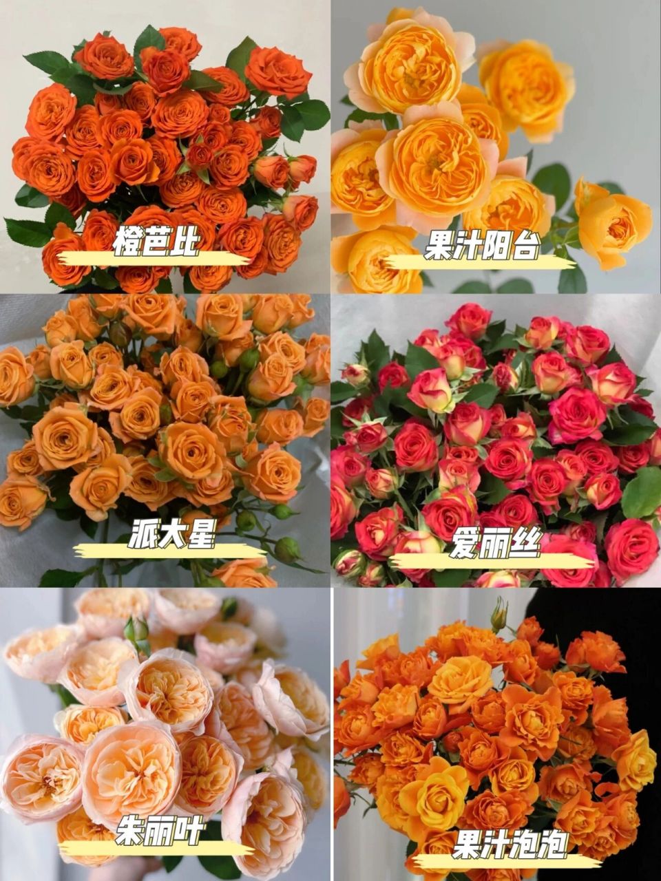 多橙泡泡玫瑰花语图片