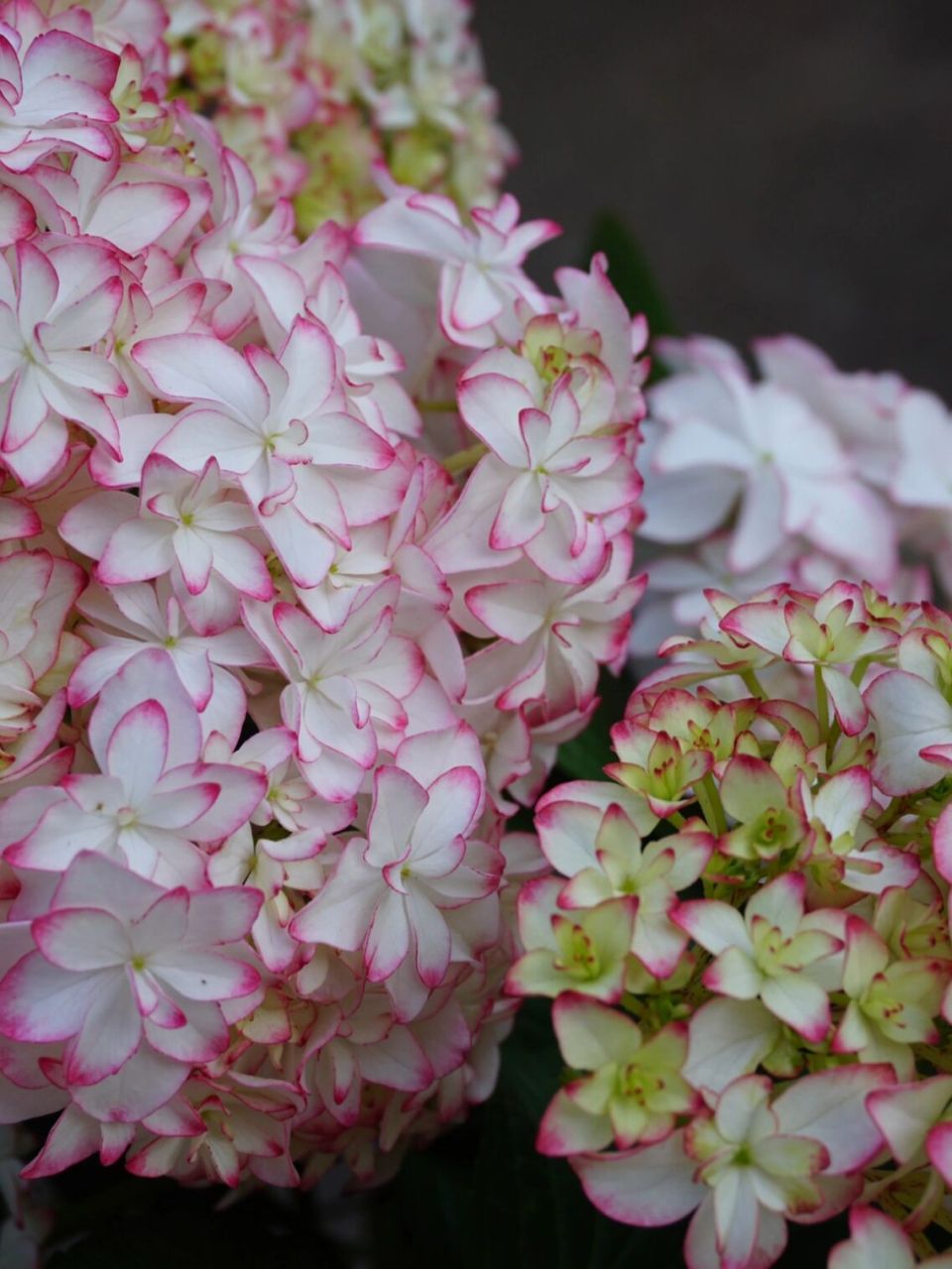 绣球卡伦～值得推荐的丰花品种 绣球卡伦,老枝开花品种,分枝性非常好.