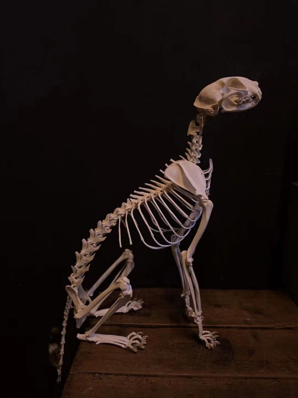 骨骼之美|猫 骨骼 标本