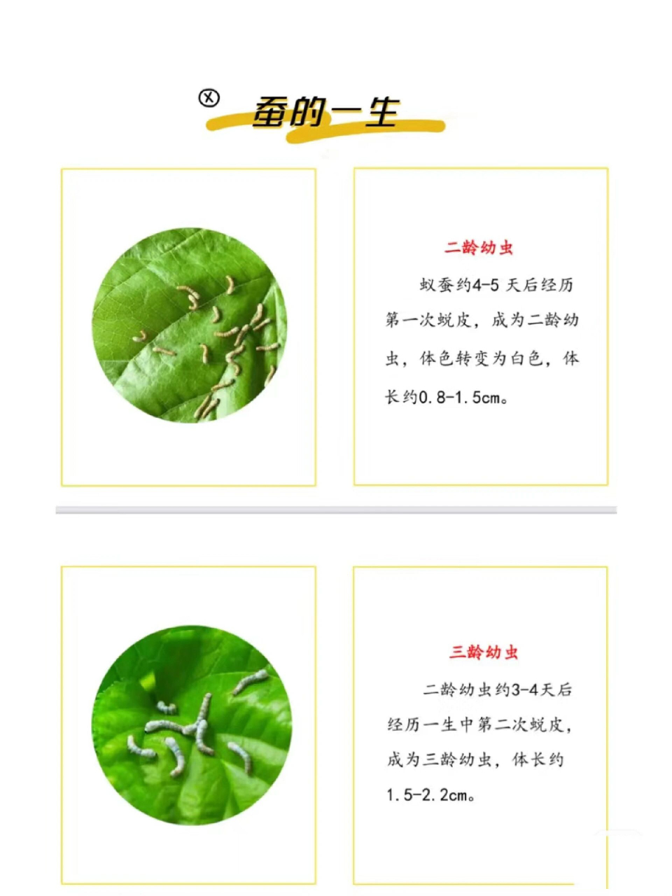 蚕宝宝如何长大(内附养蚕 贴士) 春天来了, 又到了饲养蚕宝宝的好时节