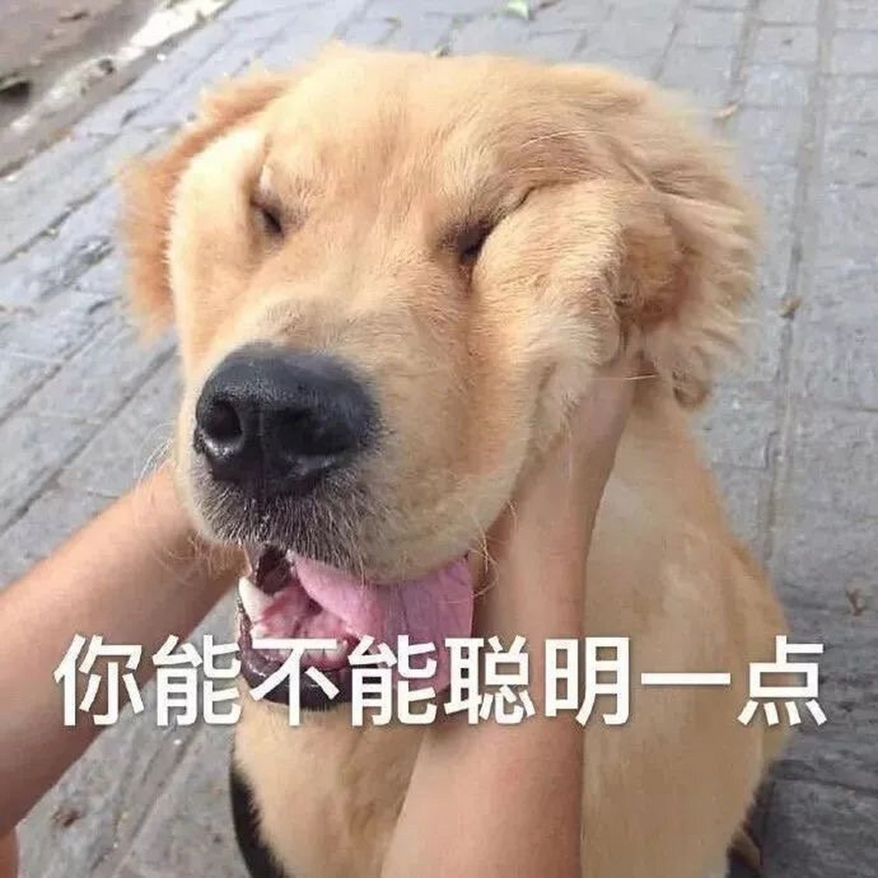 可爱猫咪撇嘴表情包