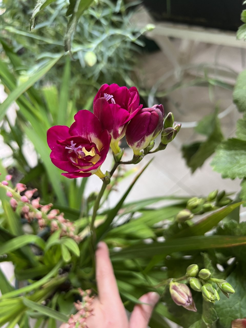 重瓣香雪兰味道好好闻 也是去年收的球复花,养护没有难度,香味怡人,种