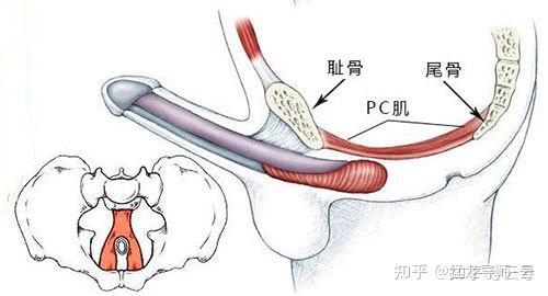 女生的那个地方 中间图片