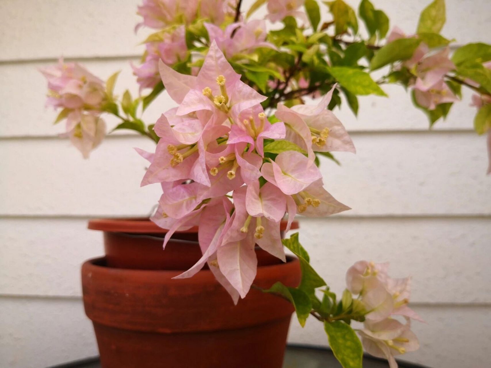 三角梅的两个粉色系～粉天使和粉红豹 粉天使和粉红豹.