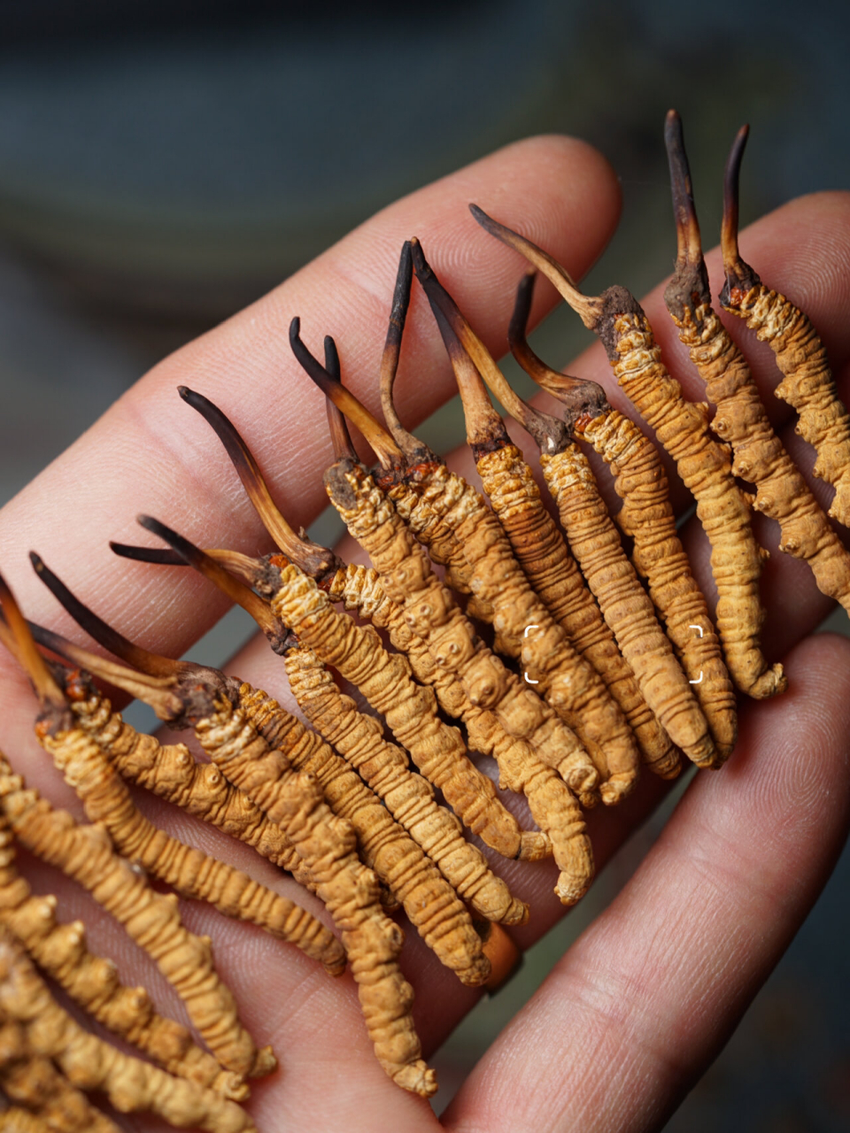 正宗高品质野生冬虫夏草怎么辨别,品质好的冬虫夏草有以下几种特  11