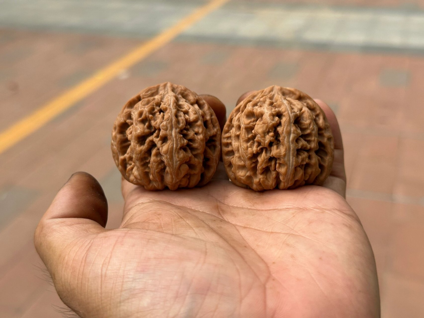 【大粗筋】23年值得一试的品种 平谷大粗筋是一款非常不错的核桃品种