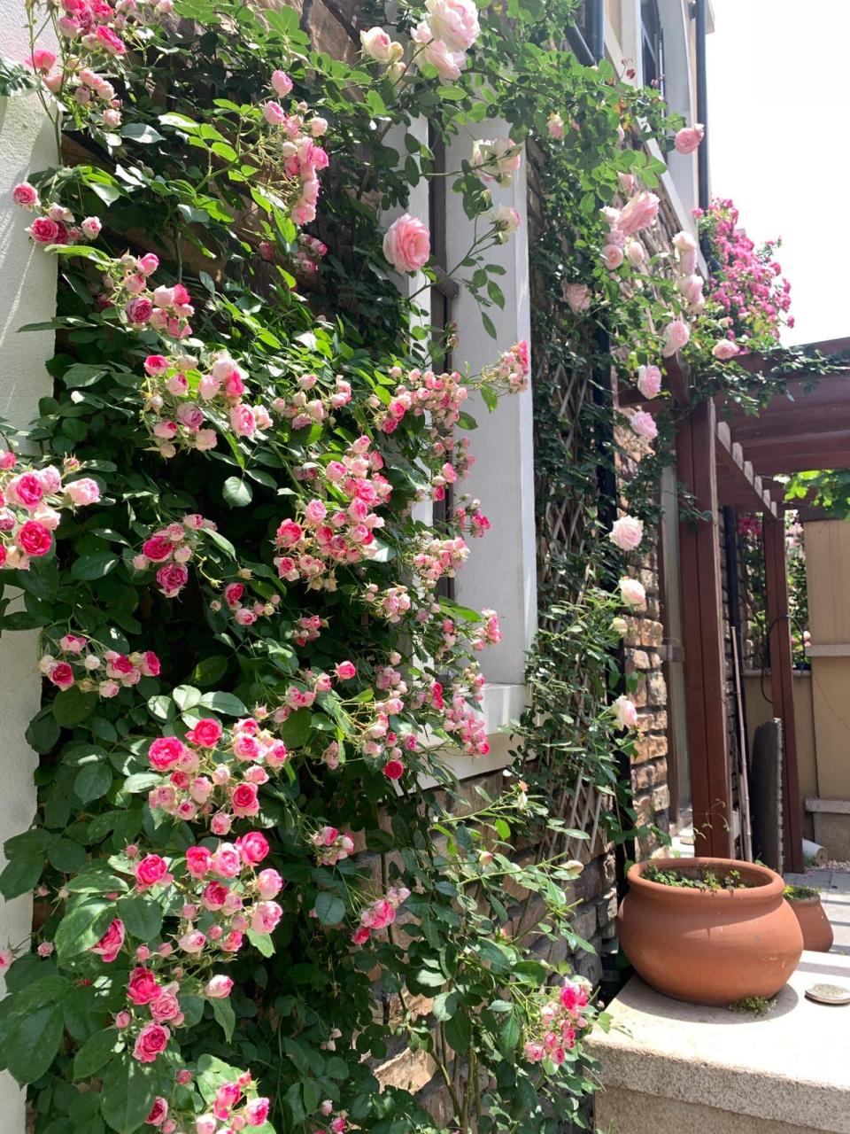 藤本胭脂扣,漂亮又好养 胭脂扣月季每年能够开三次花,它的花期主要是