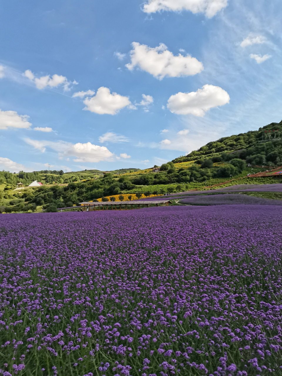 坐标位置:青海省海东市民和县七里花海
