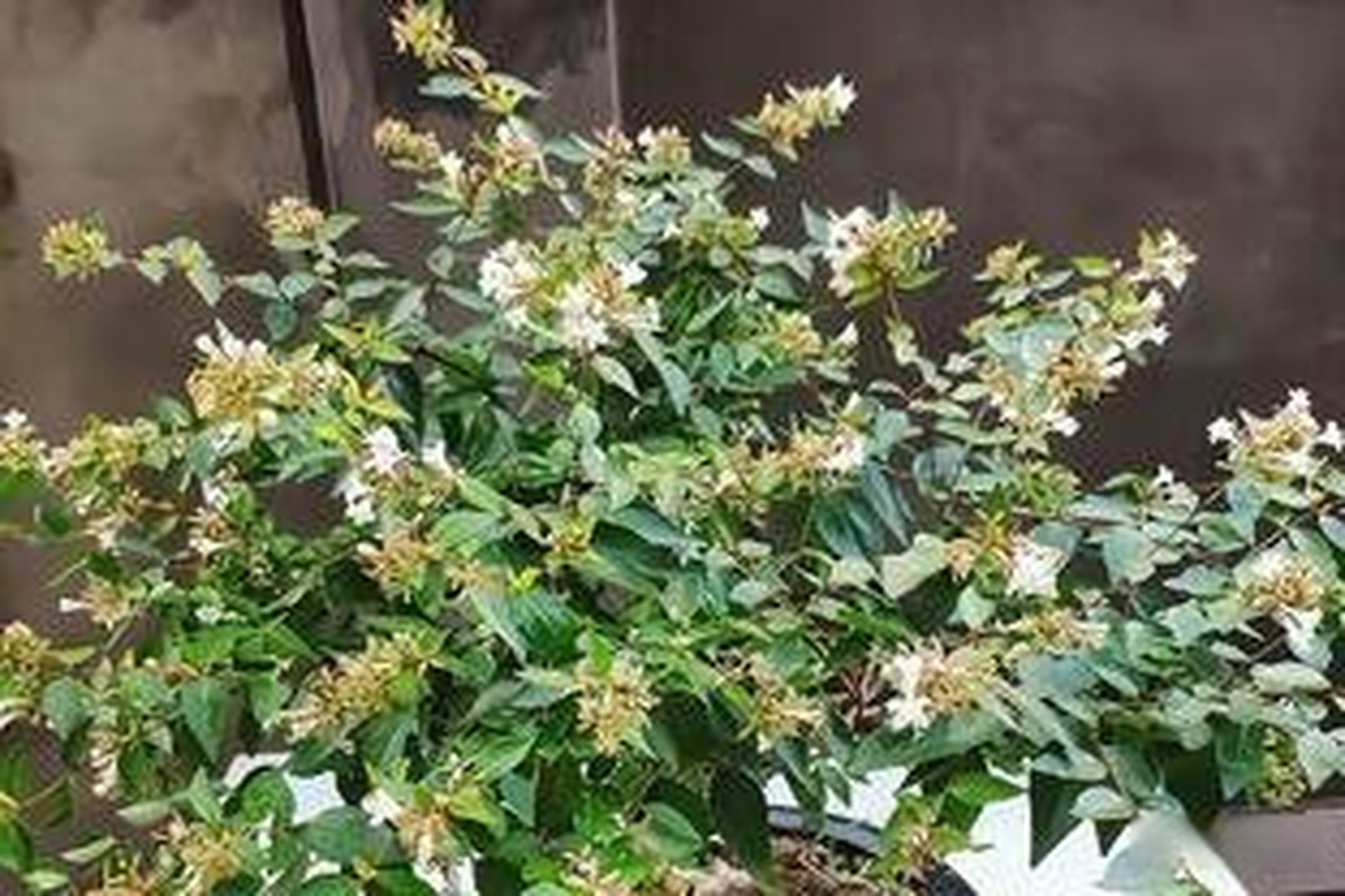 《六道木也能做盆景——六道木如何养护》六道木在中医手里是一味中