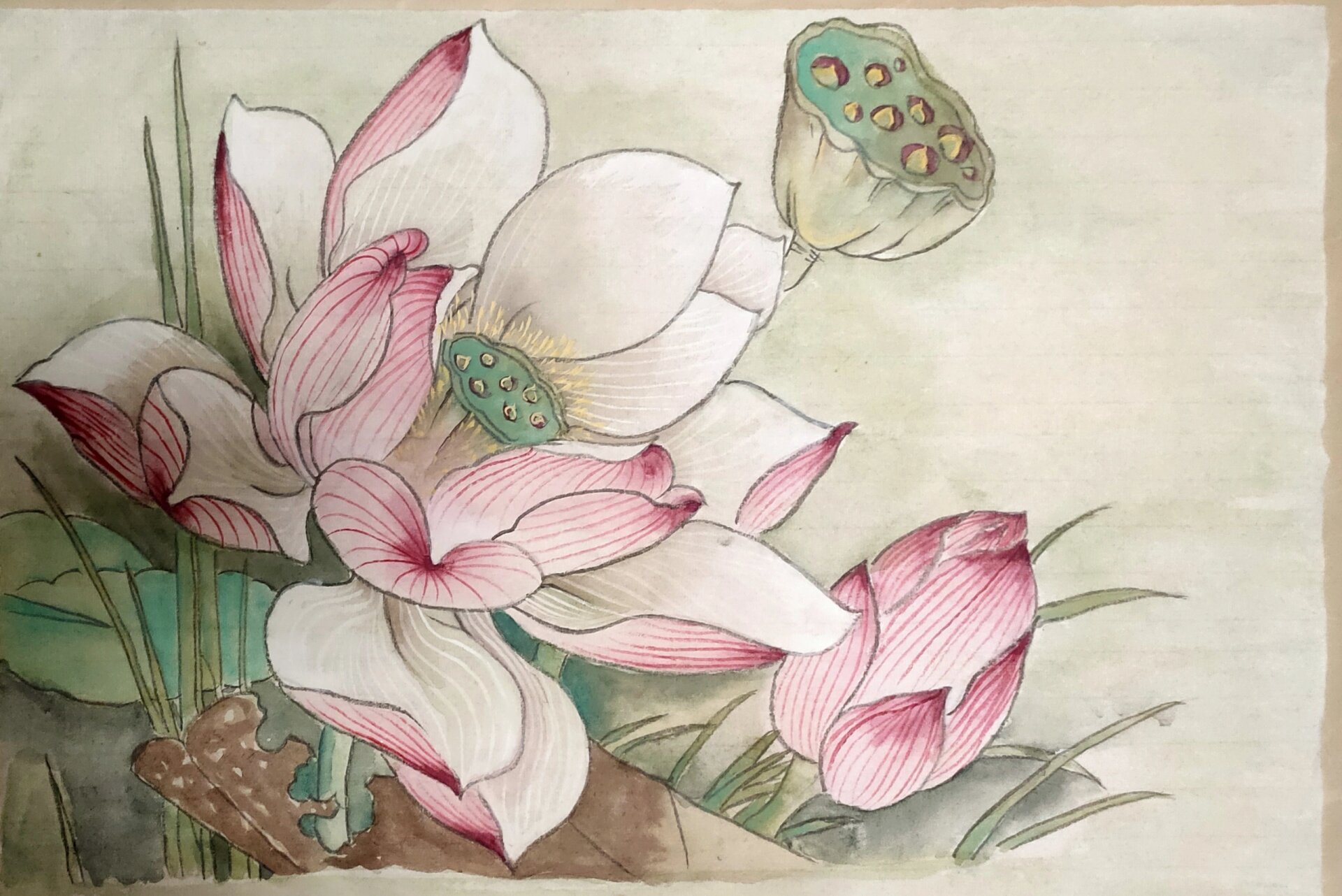 国画(工笔荷花)