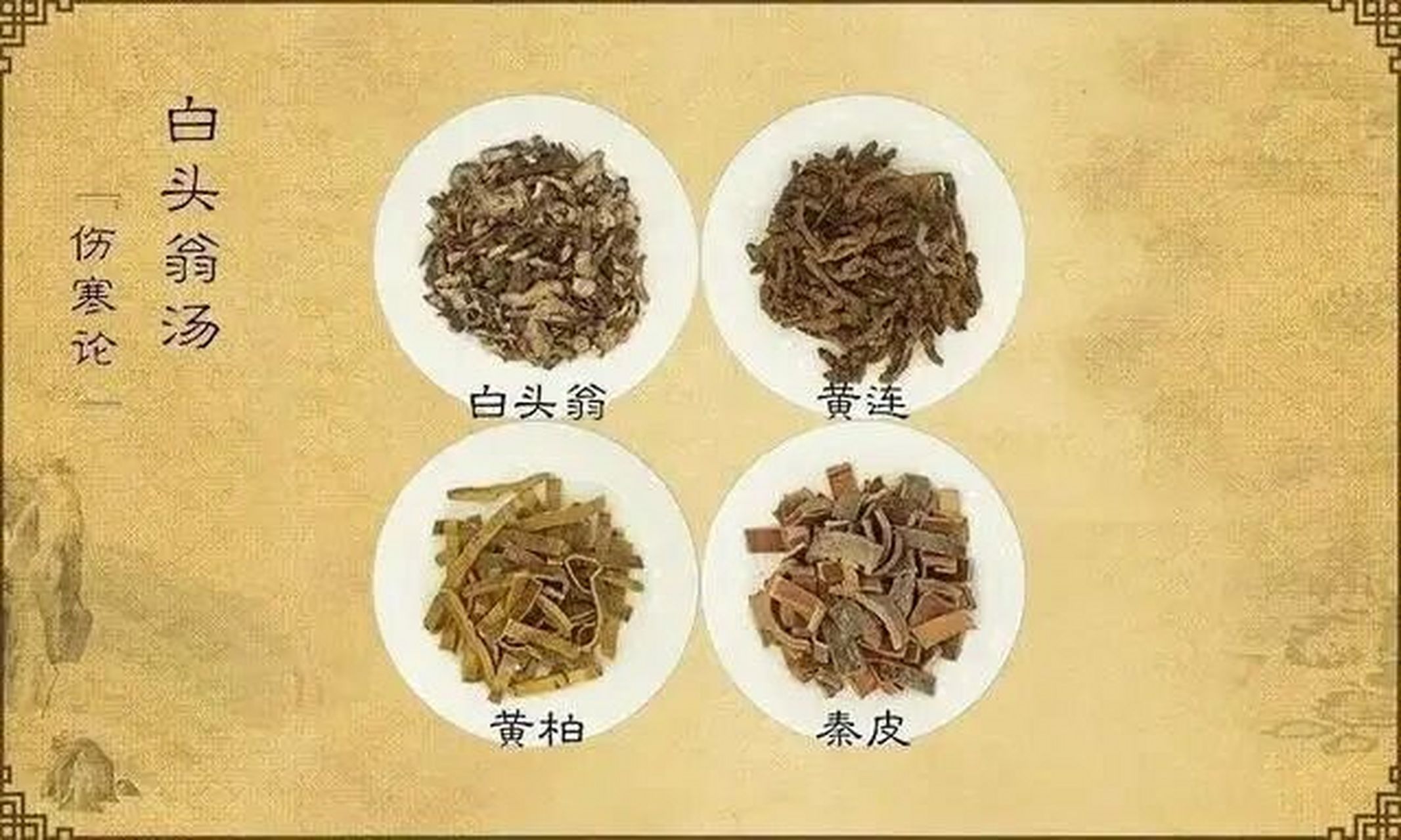 白头翁草药功效图片