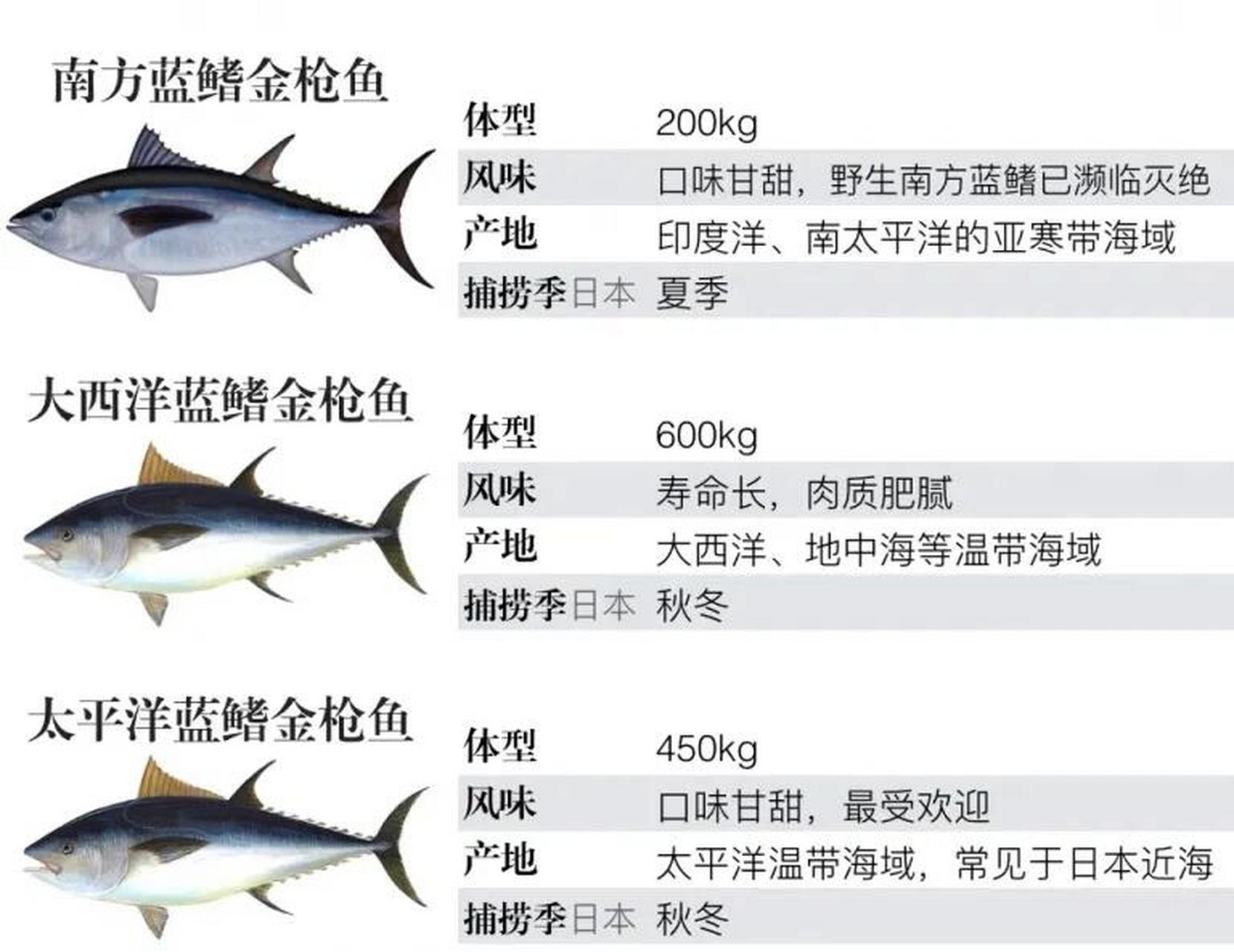 红金枪鱼和蓝鳍金枪鱼图片