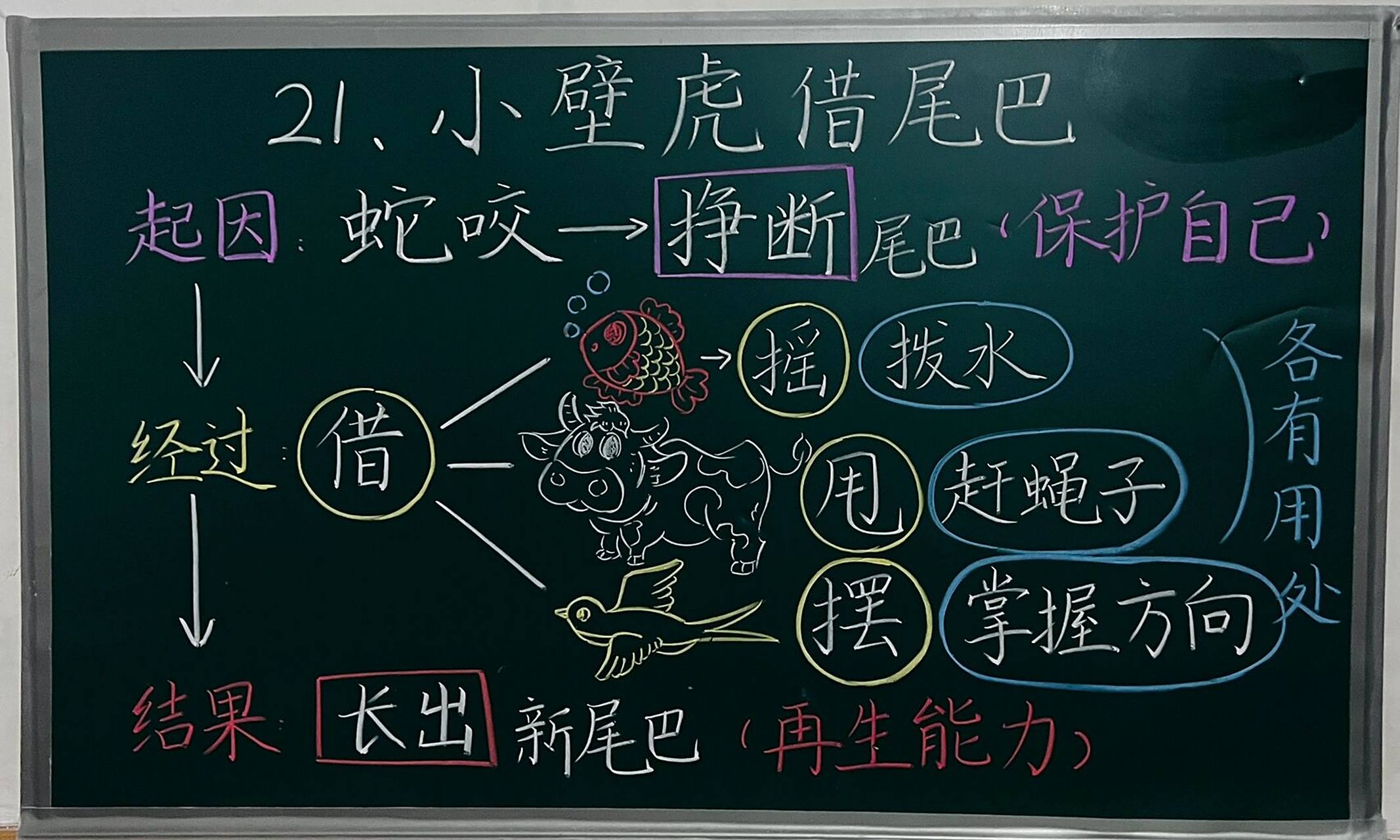 《小壁虎借尾巴》 小壁虎画不下,可以自行发挥～#小学语文板书设计