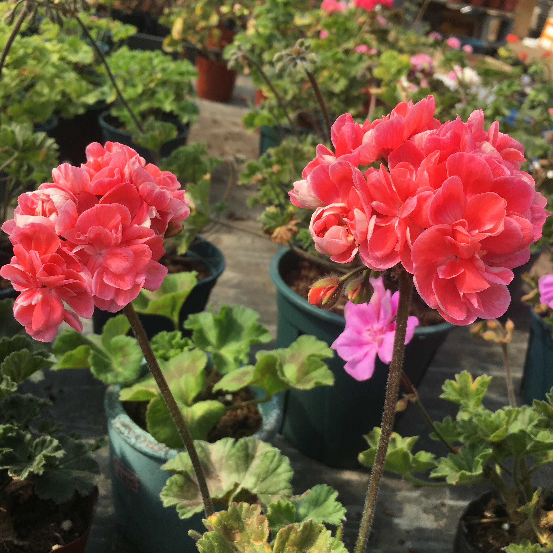 兽系天竺葵托克尔 这个品种花期稍短,红里透着纯情,很是妩媚.