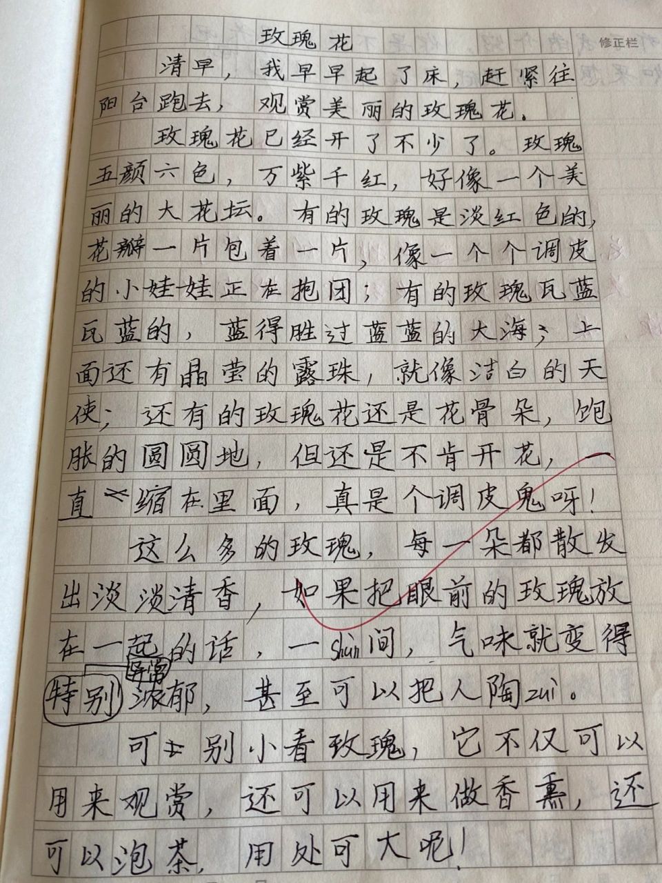 玫瑰花作文100字简单图片