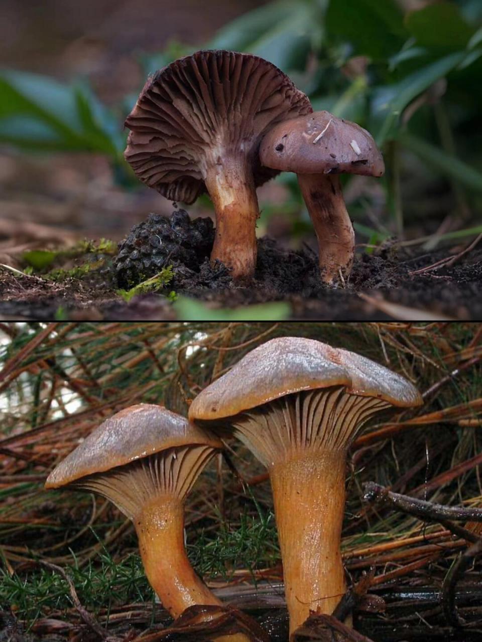 00中文名:血红铆钉菇,红蘑,松树伞,松蘑,肉蘑 拉丁学名:chroo