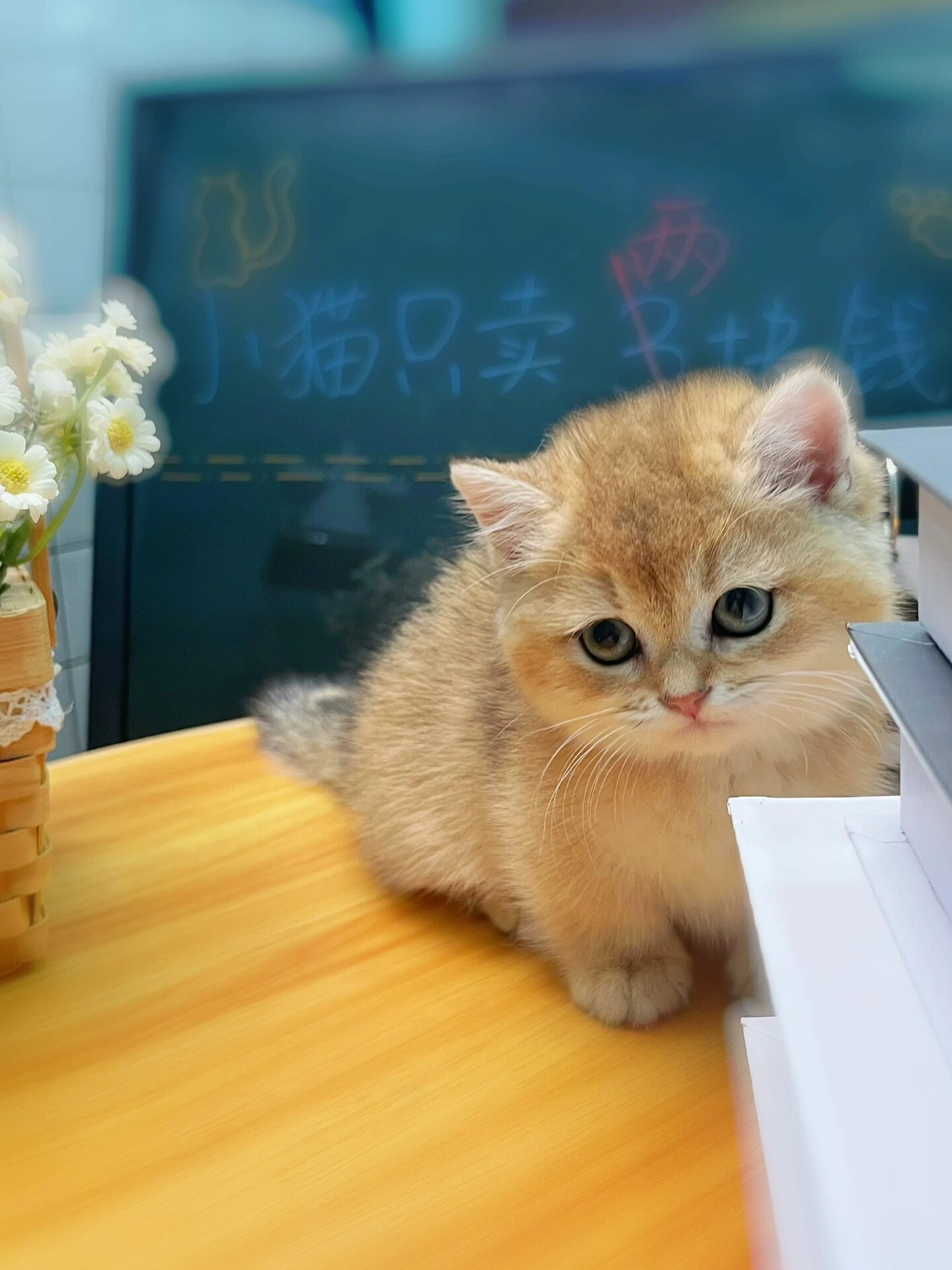 英短金渐层矮脚猫咪 曼基康矮脚猫 小短腿猫