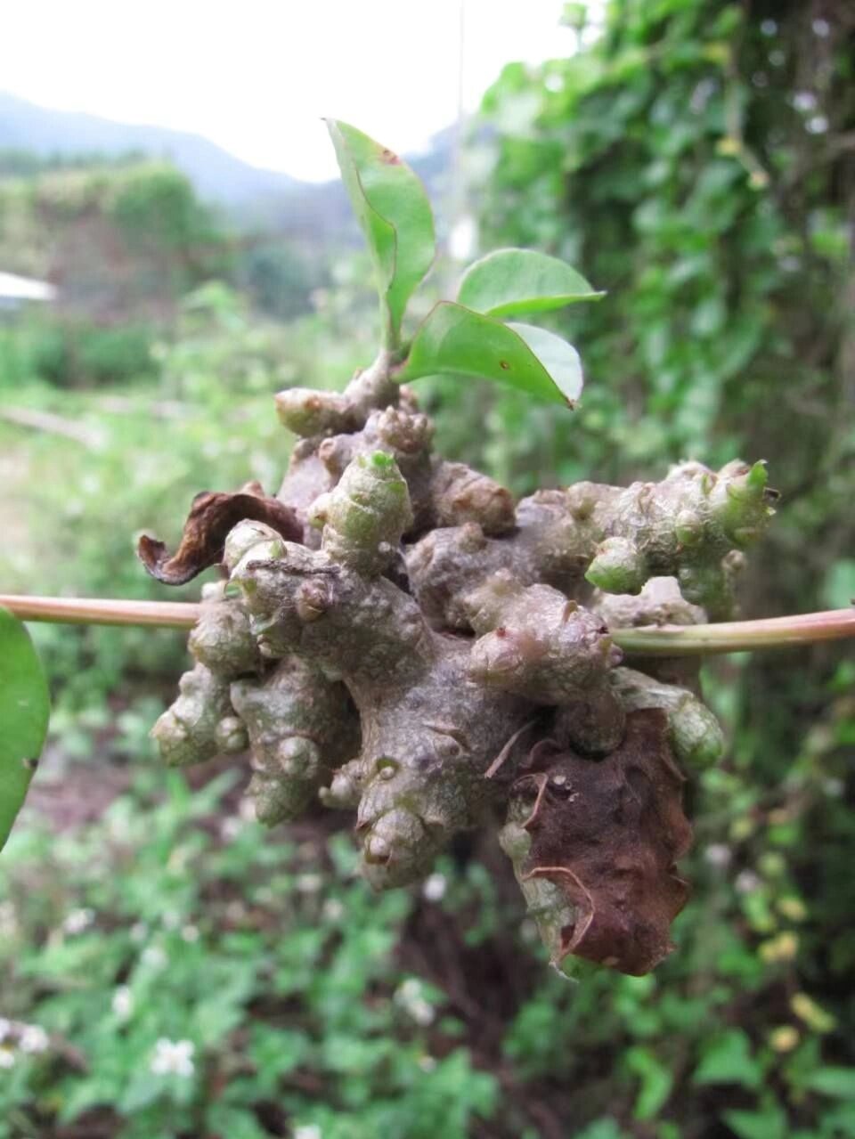 落葵的功效与作用图片图片