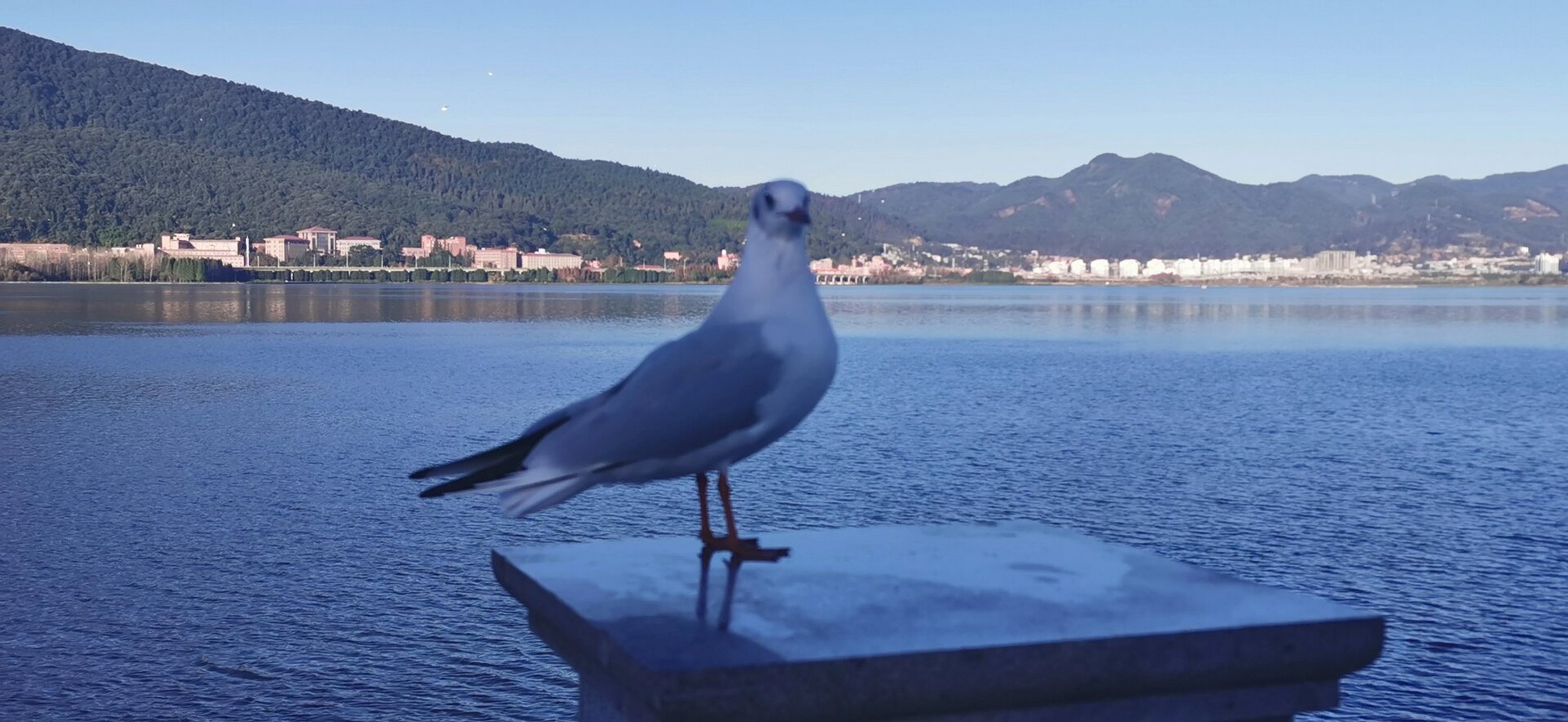 啦 每年的11月到次年的3月,都有大量的西伯利亚红嘴海鸥来滇池过冬,小