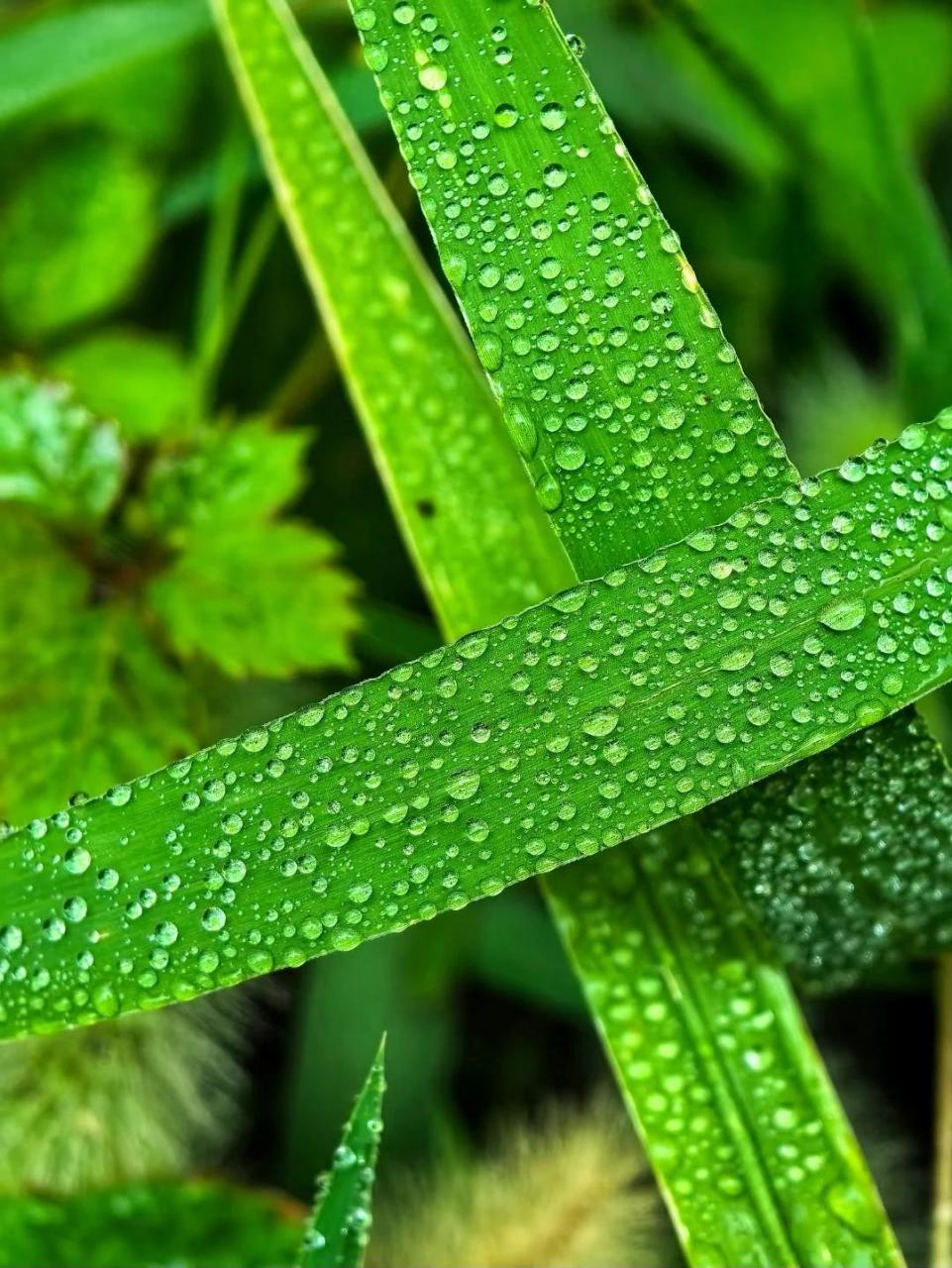 生机勃勃小草图片