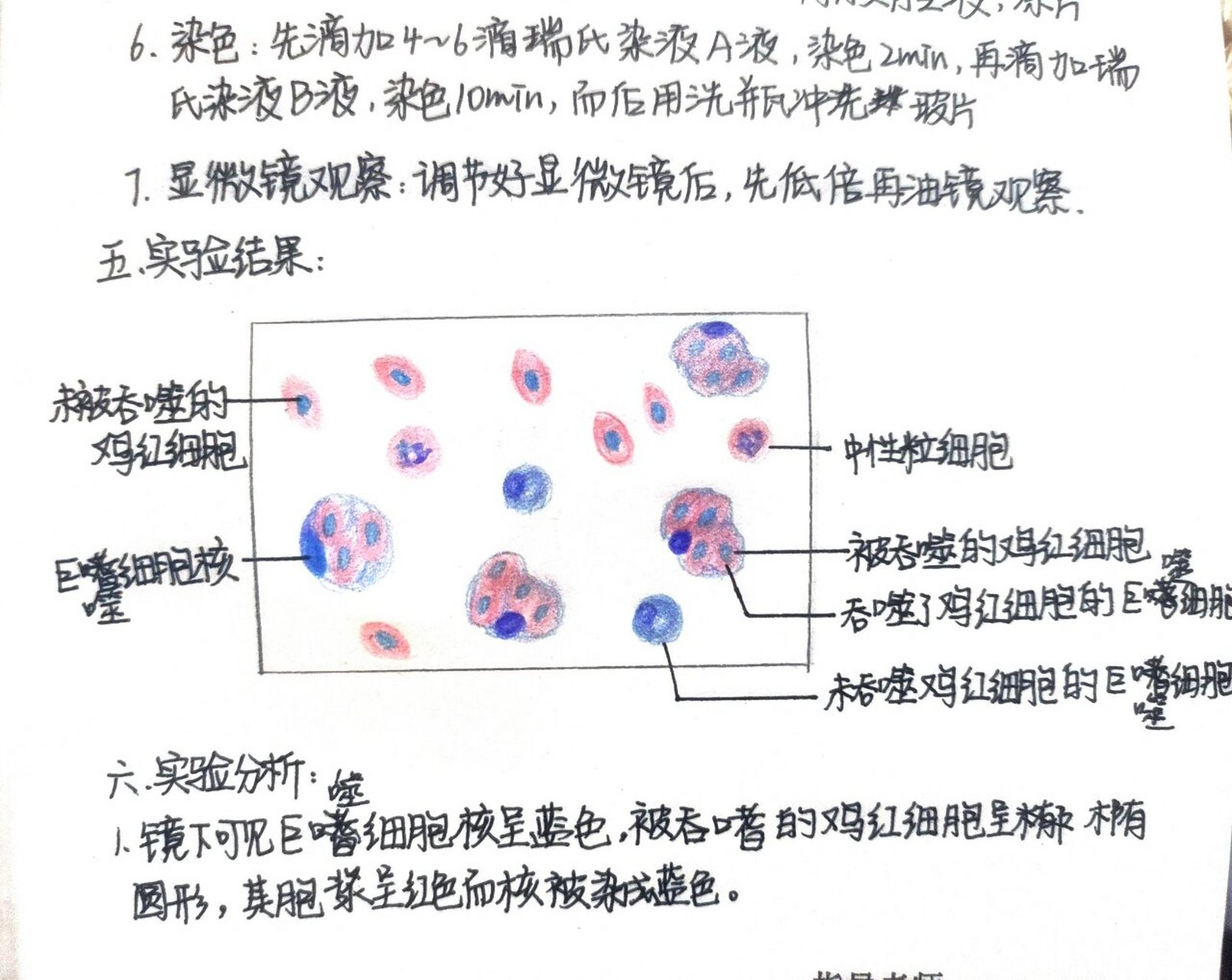 鸡红细胞怎么画图片