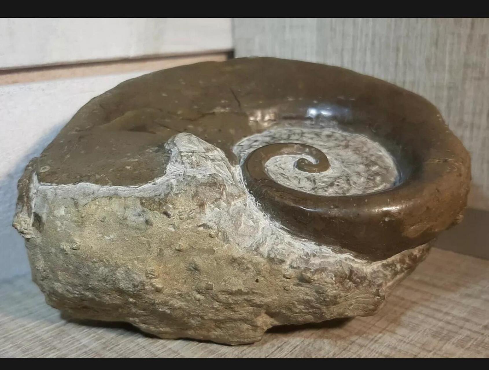 德国腹足类化石straparollus circinalis ,距今4亿年前的泥盆纪,就是