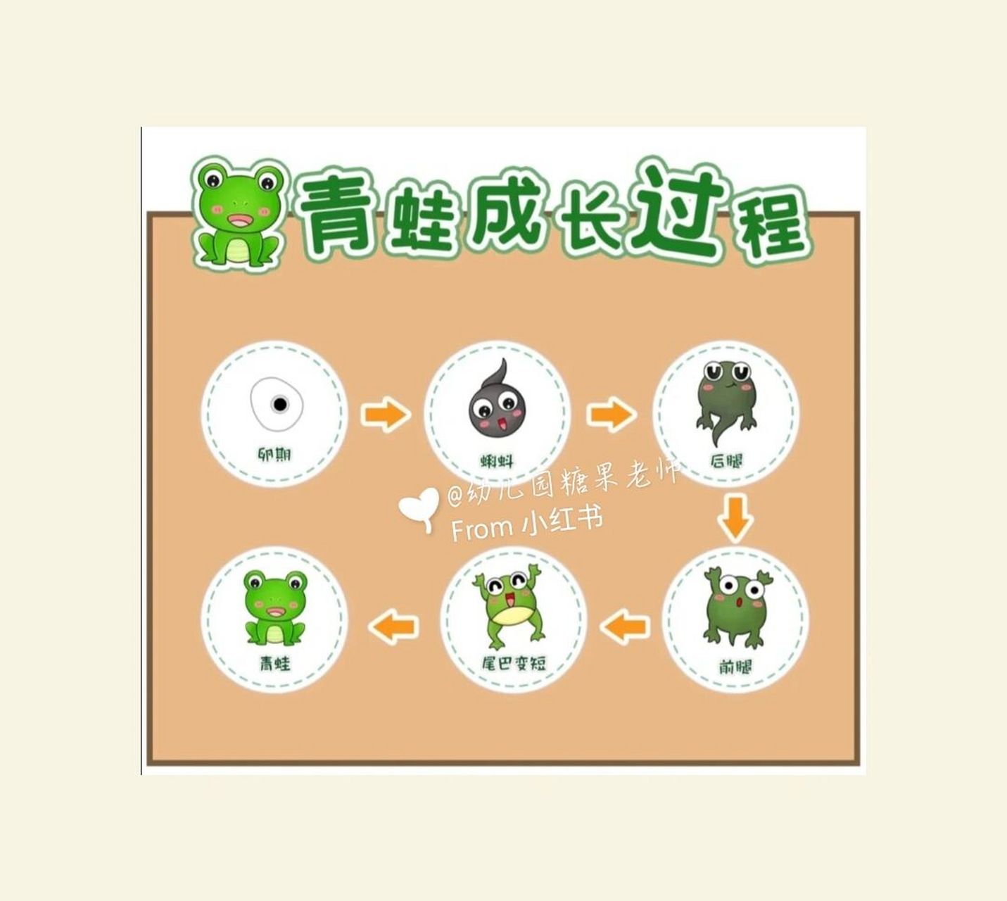 青蛙成长过程可打印图片 卵期—蝌蚪—后腿—前腿—尾巴变短—青蛙