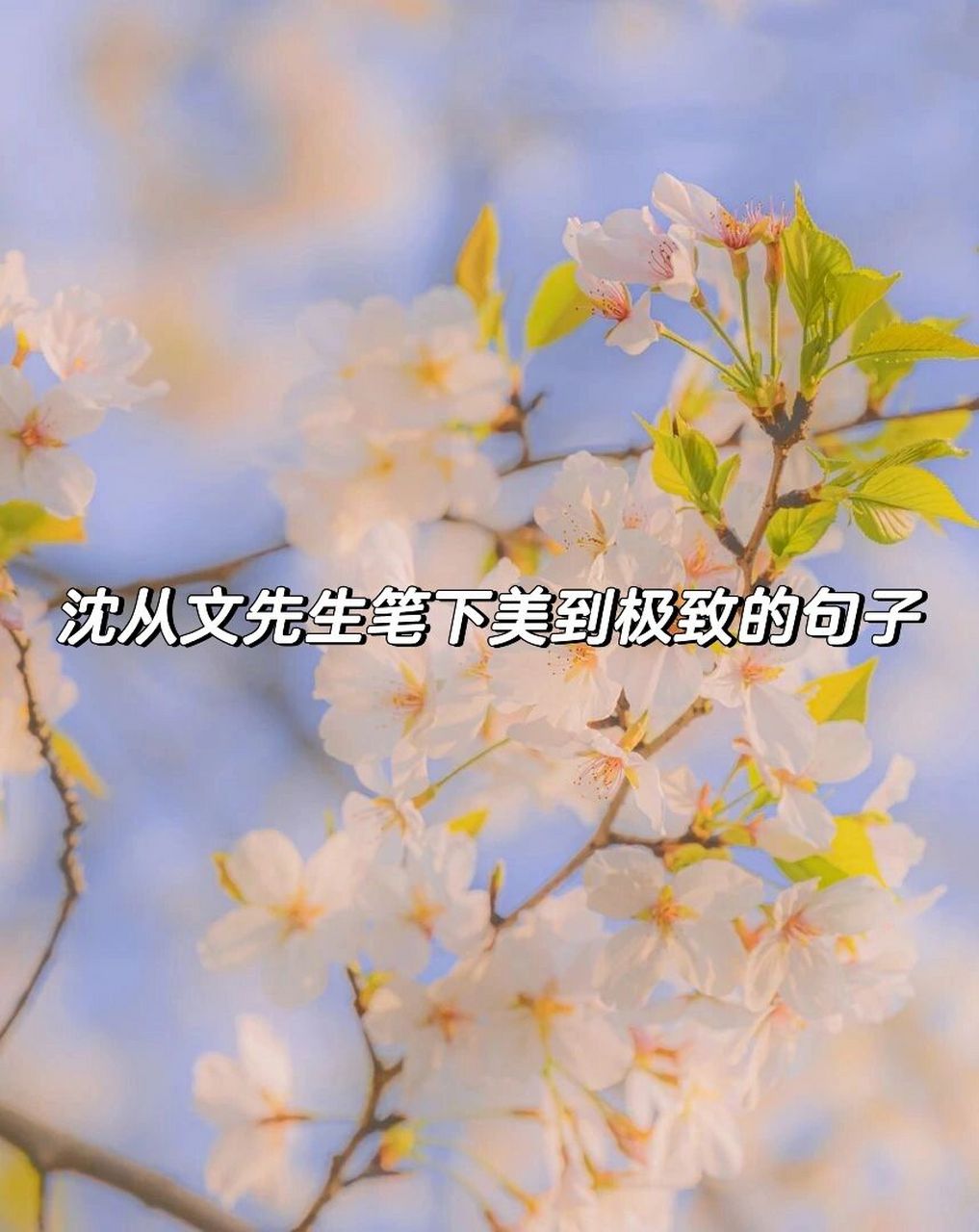 沈从文先生笔下美到极致的句子 95我行过许多地方的桥, 看过许多