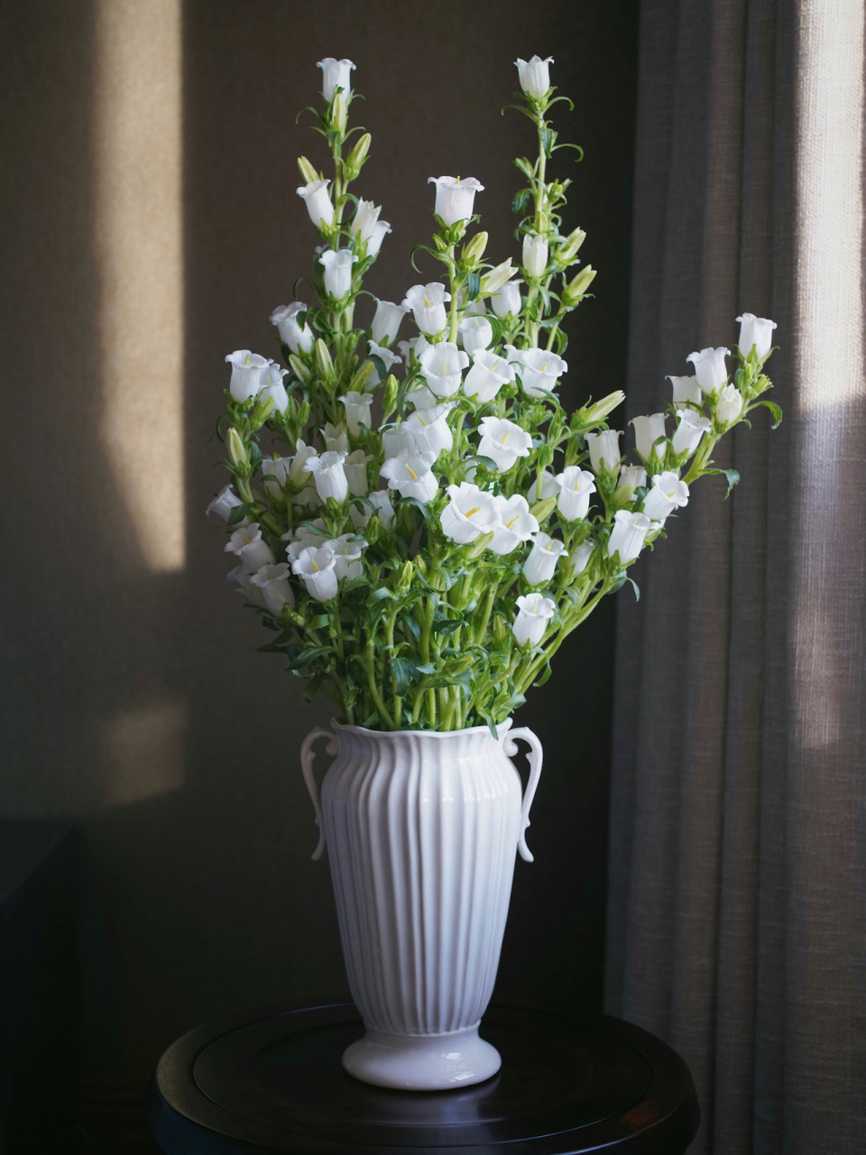 风铃花98|白色更显古典～草花推荐91 超爱的草花品种 新手推荐,耐