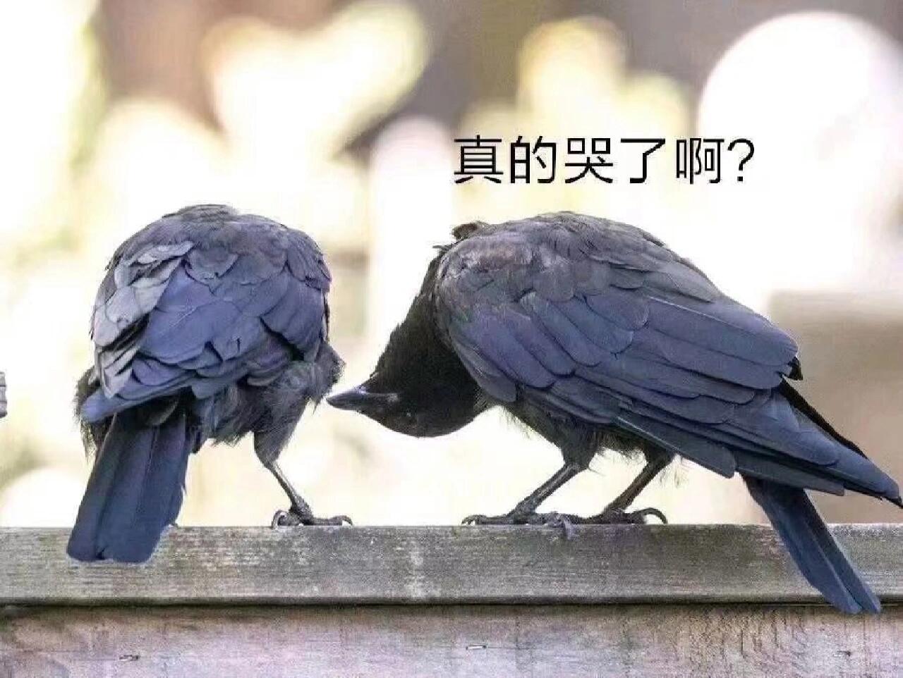真的哭了啊? 两个乌鸦表情包,像男孩子哄女孩子一样哈哈哈 不是吧?