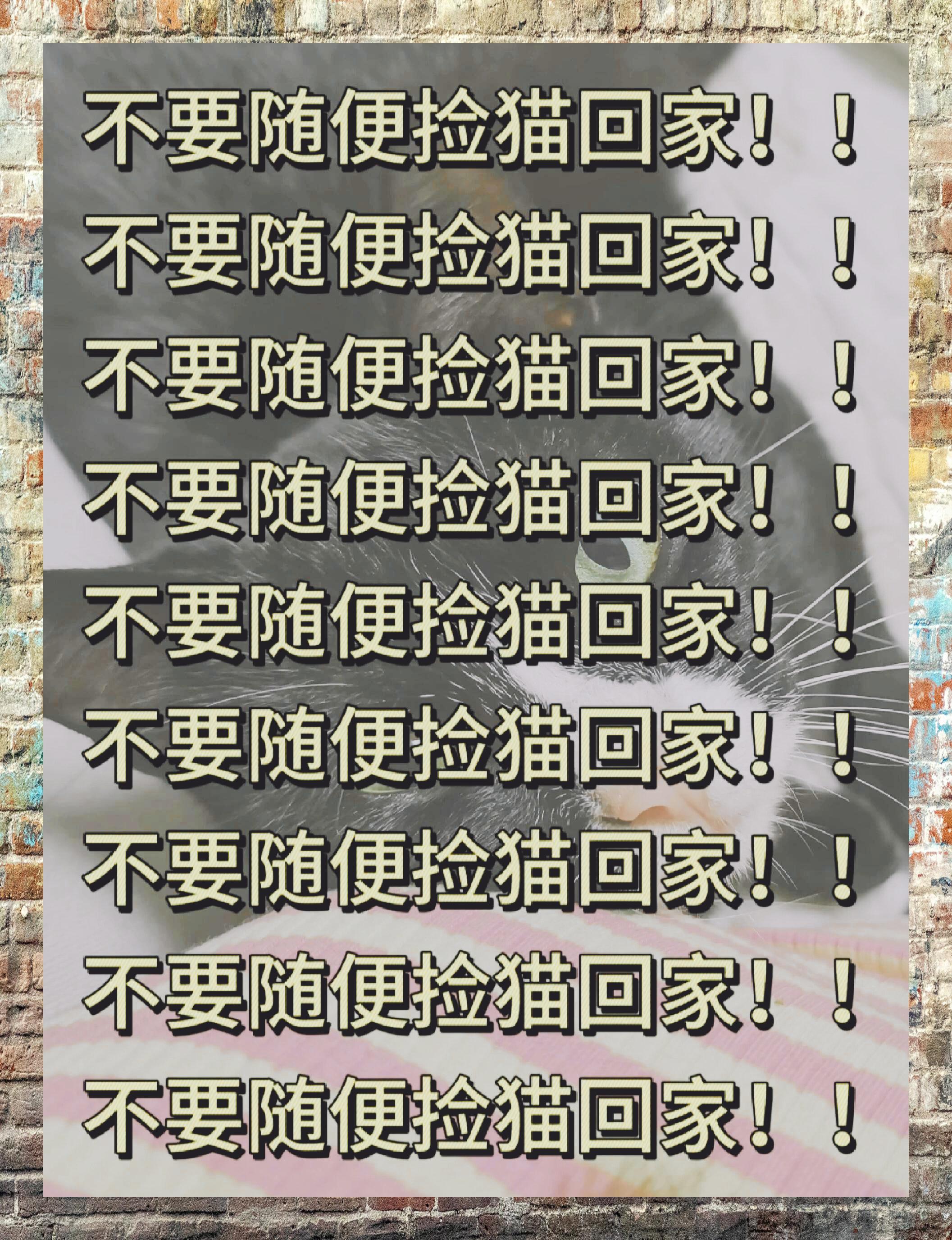 在决定把一只流浪猫带回家之前�想想看,这将是一段改变它一生的