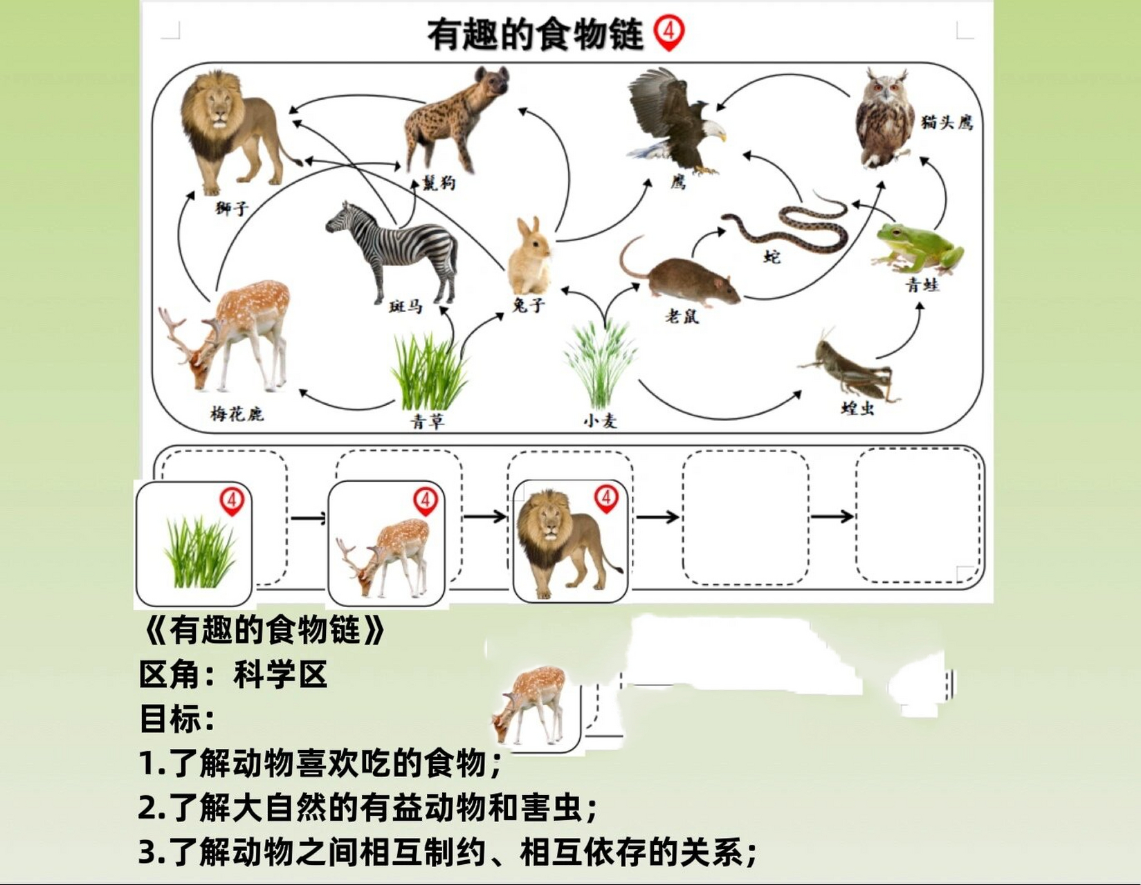 4条动物食物链图片